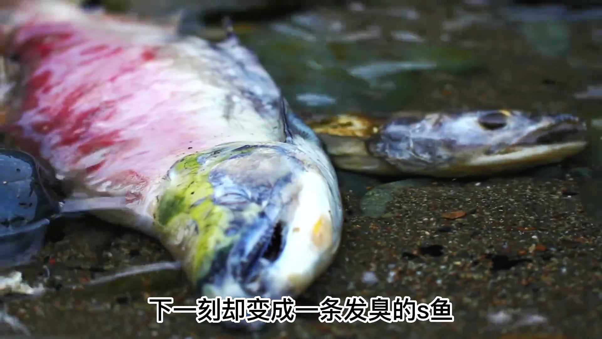 日本鲑鱼洄游高峰期 逆流冲上3米高瀑布