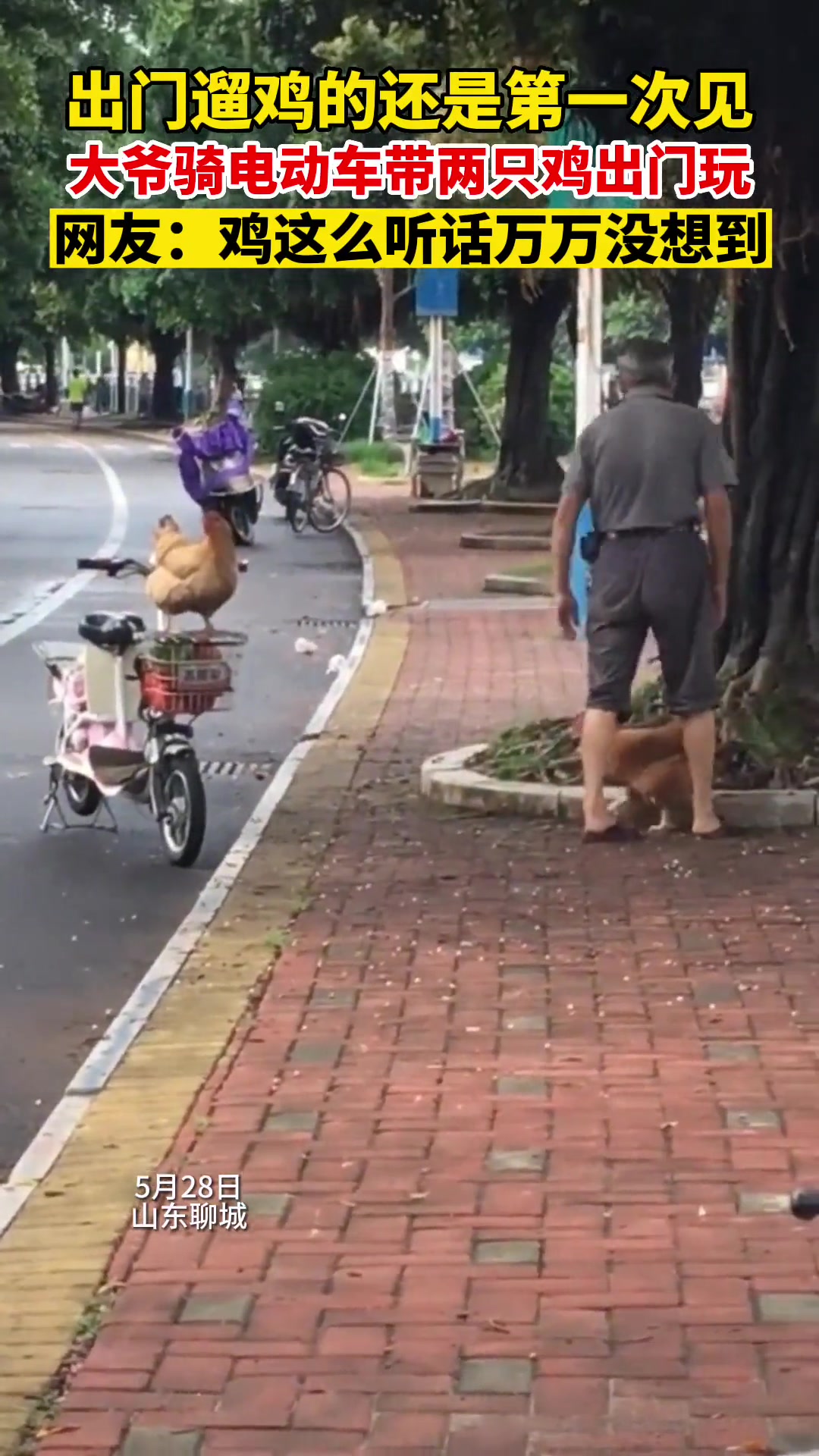 大爷骑电动车出门带两只鸡玩，万万没想到还这么听话 直播吧