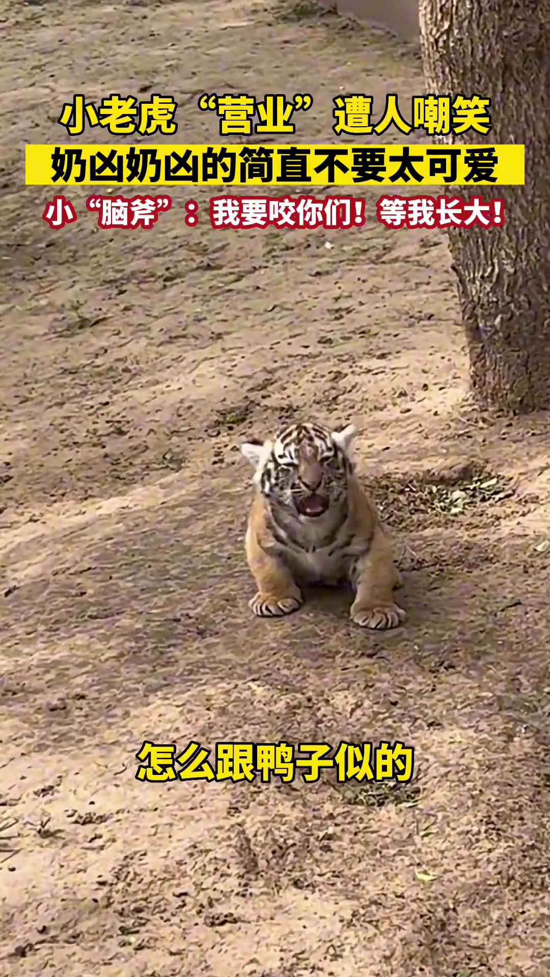 由于连续高温，郑州一动物王国的老虎泡泳池降温-直播吧zhibo8.cc