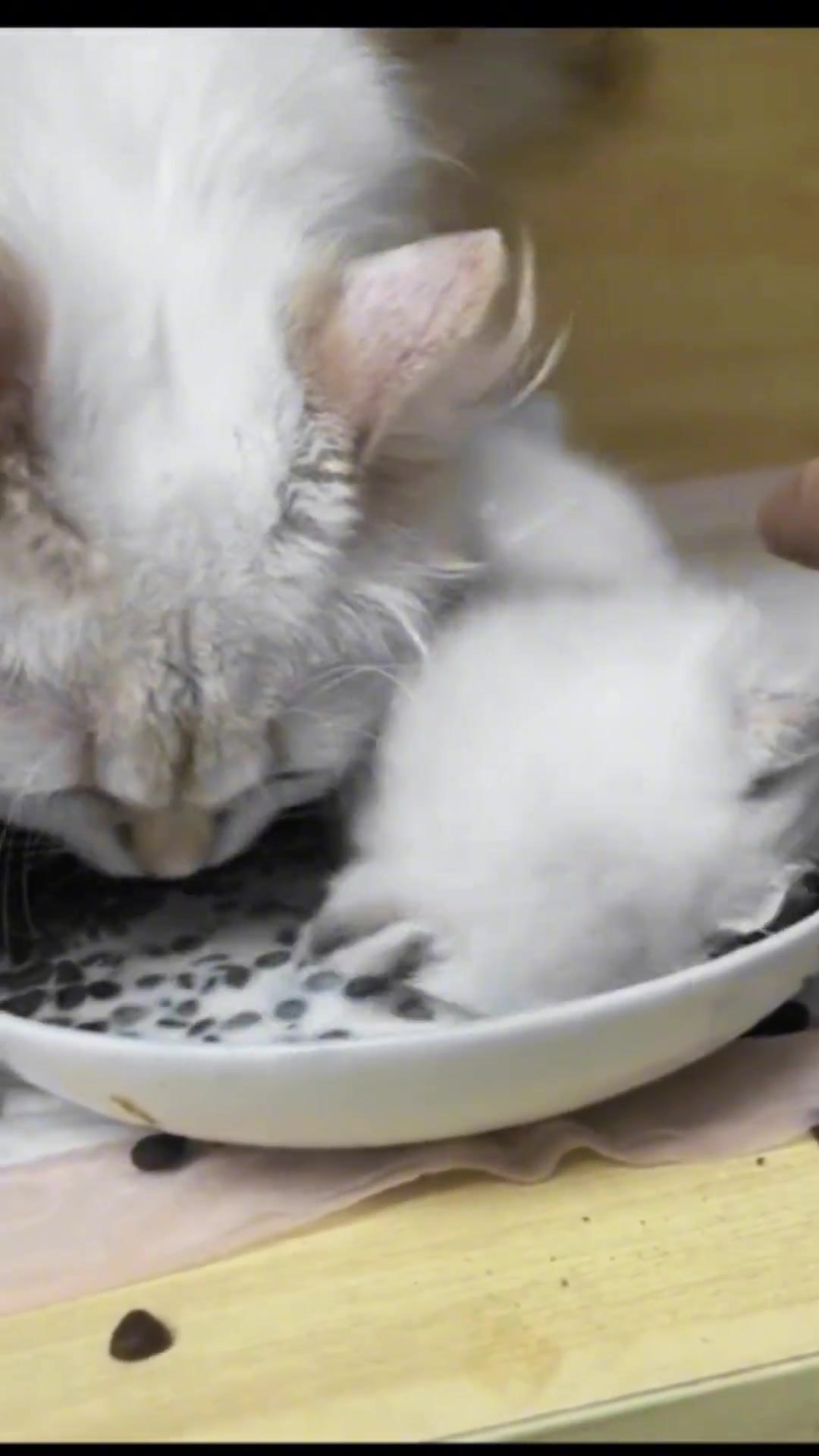 挑战全网吃相最好看的小奶猫！-直播吧