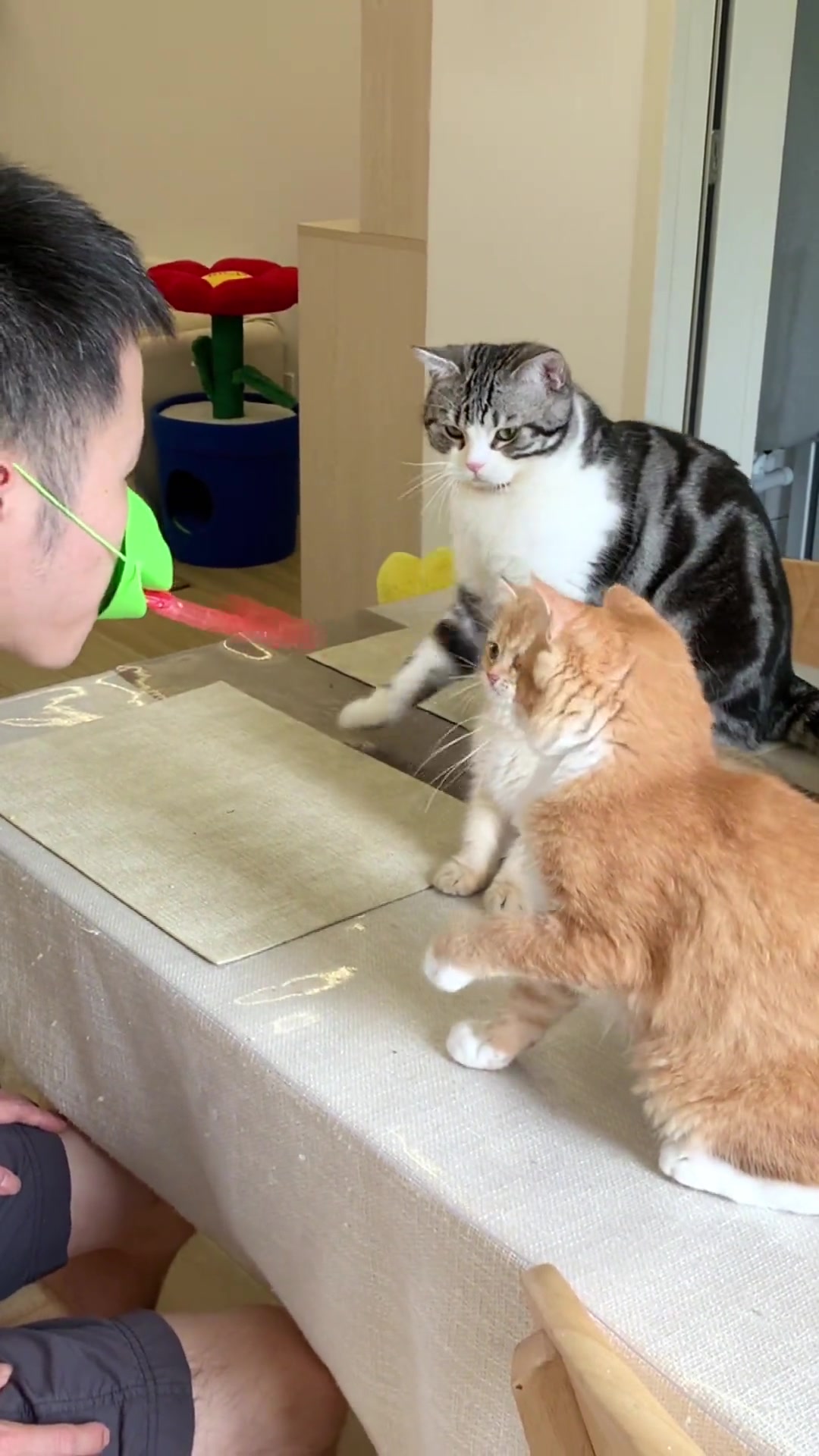 人猫大战!这操作我看傻了!-直播吧