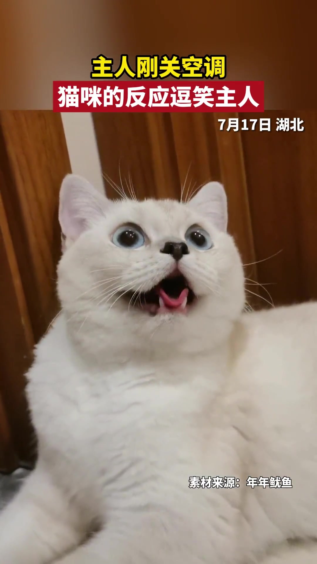 主人刚关空调,猫咪的反应逗笑主人。-直播吧