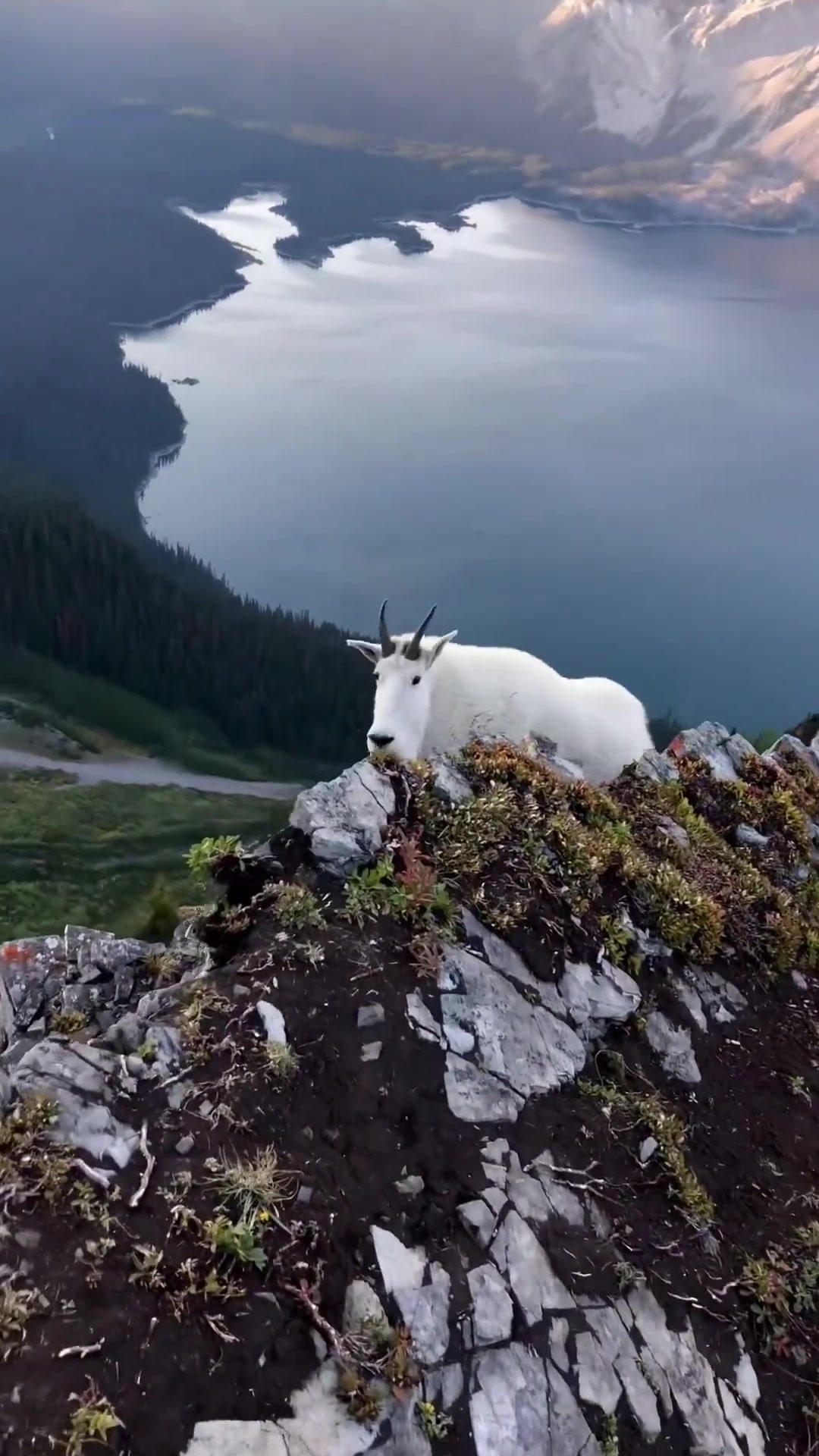 美国登山者在攀登加拿大州山脉顶峰后,偶遇神秘的雪羊-直播吧