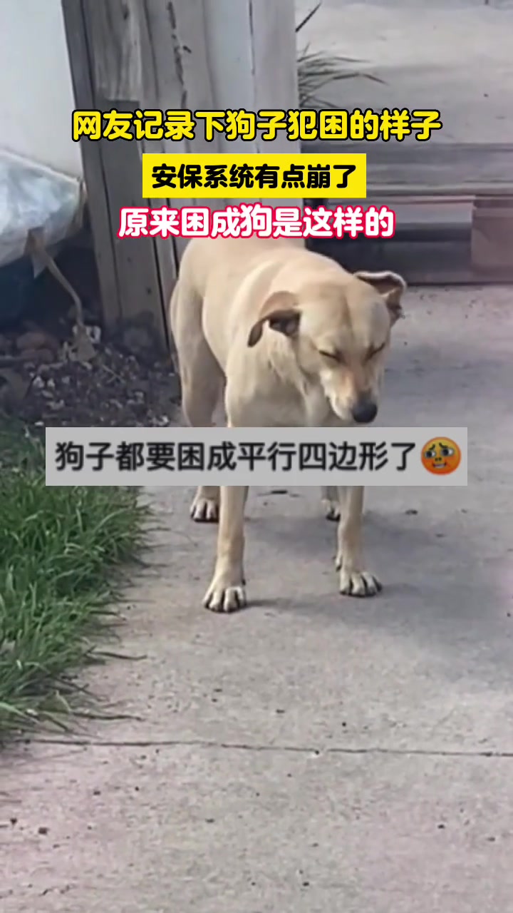 “困成狗”的原型!狗子犯困的样子 安保系统有点崩了-直播吧