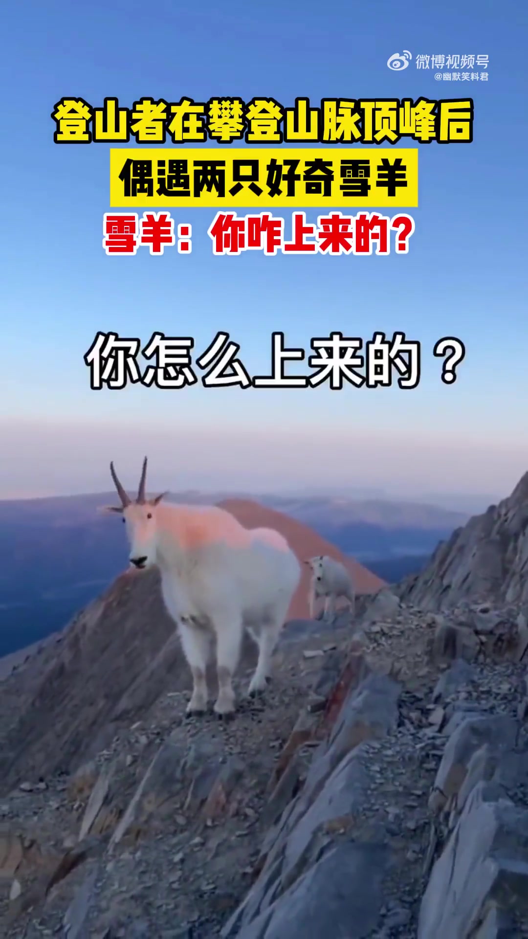 登山者在攀登山脉顶峰后偶遇两只好奇雪羊,雪羊:你咋上来的-直播吧
