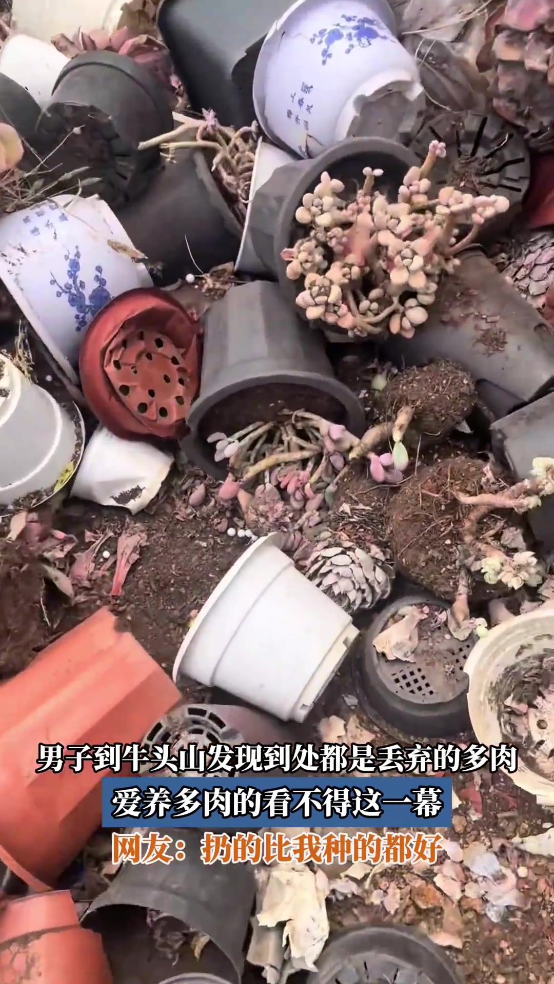 男子到牛头山发现到处都是丢弃的多肉,爱养多肉的看不得这一幕-直播吧