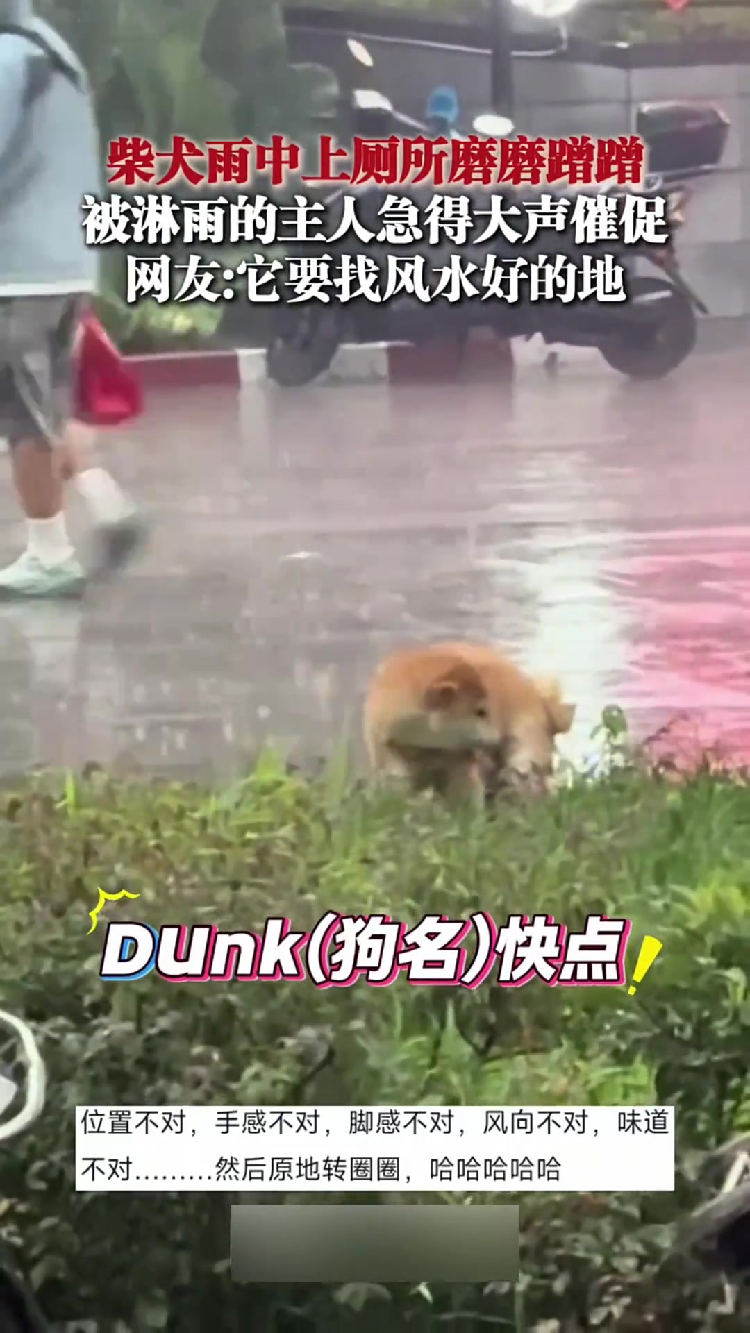 柴犬 雨中上厕所磨磨蹭蹭主人淋着雨大声催促-直播吧