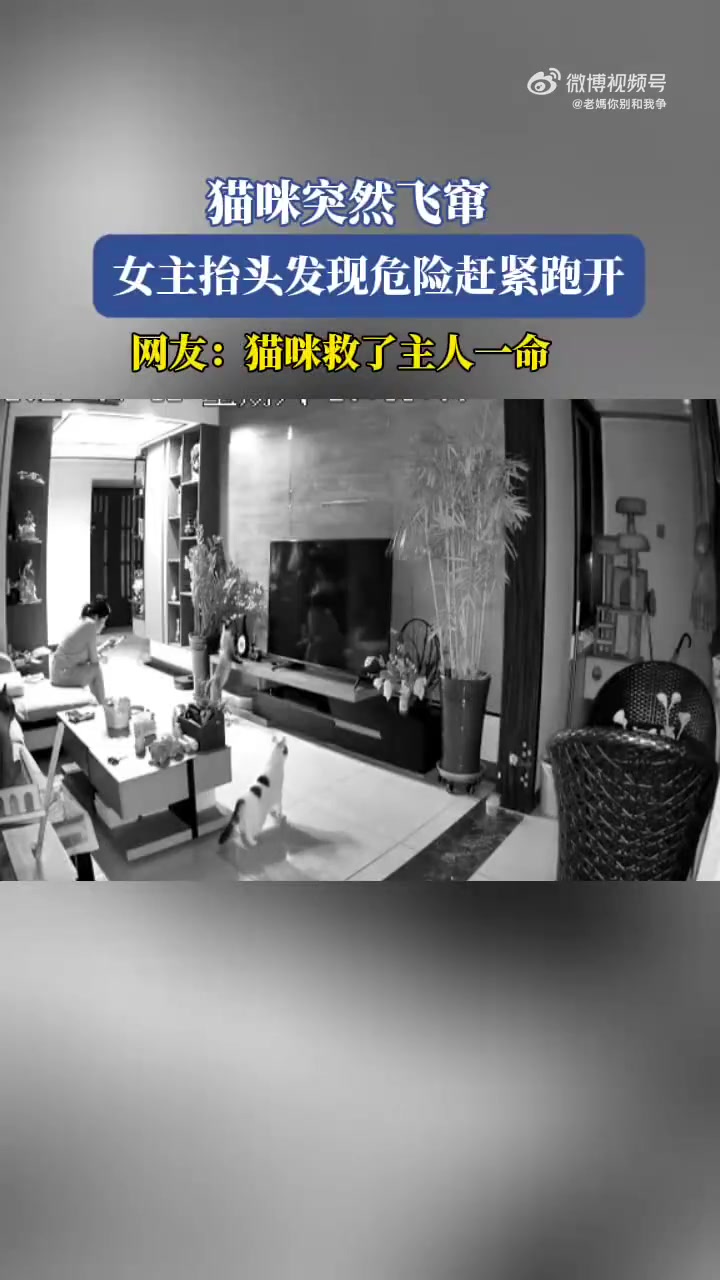 猫咪突飞窜，女主抬头察觉危险忙跑开