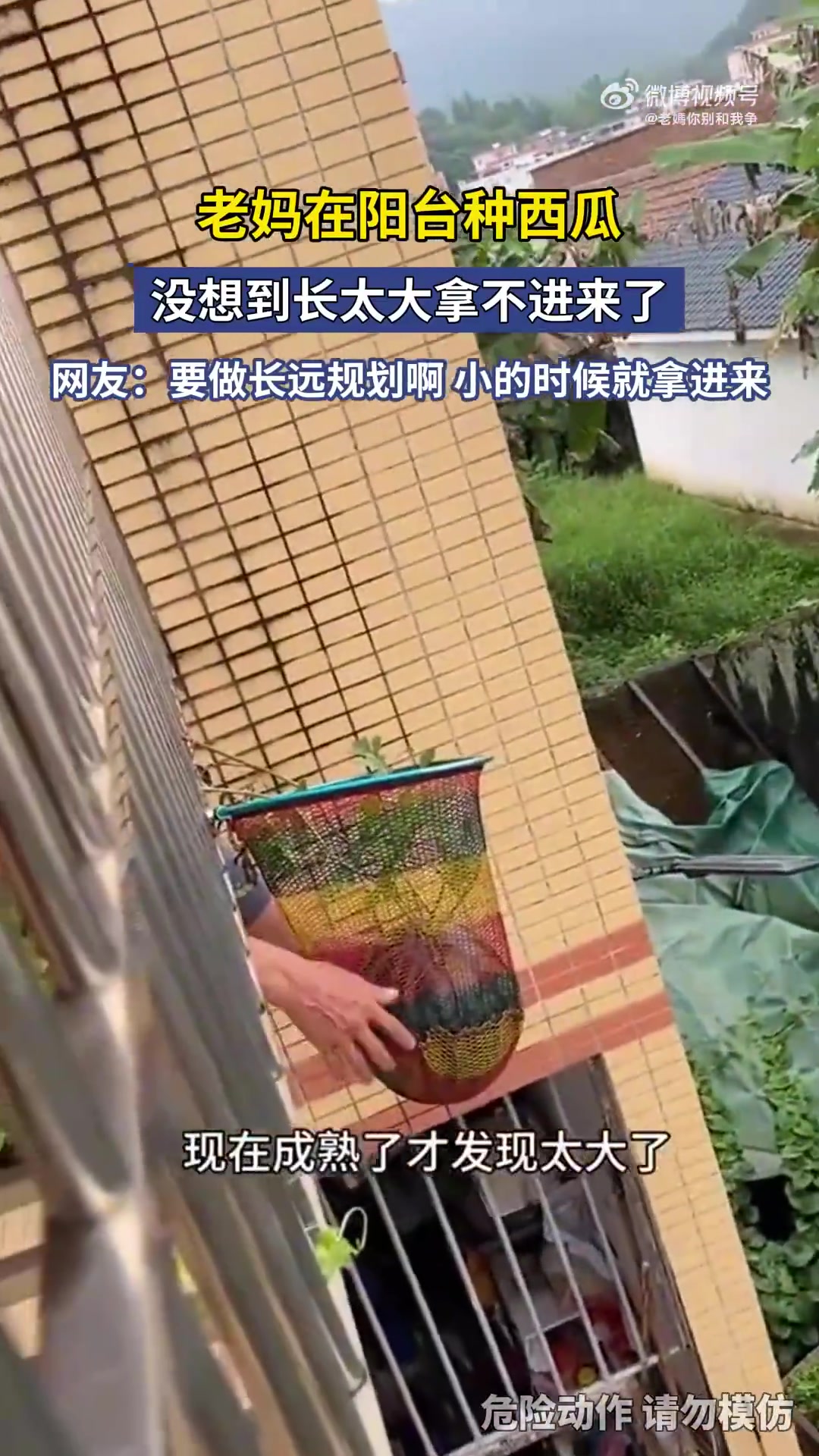 老妈在阳台种西瓜，瓜太大竟无法从阳台拿进屋内