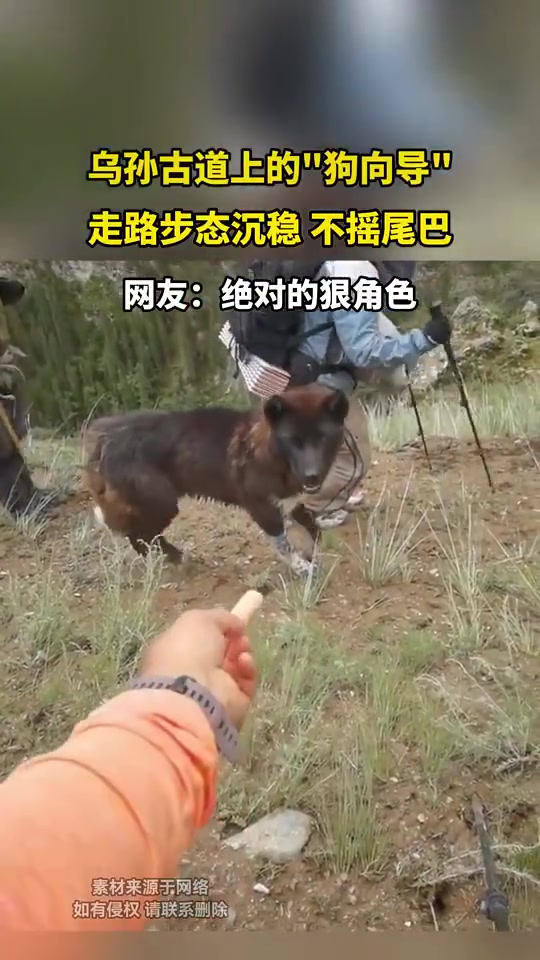 乌孙古道狗向导！步态沉稳不摇尾