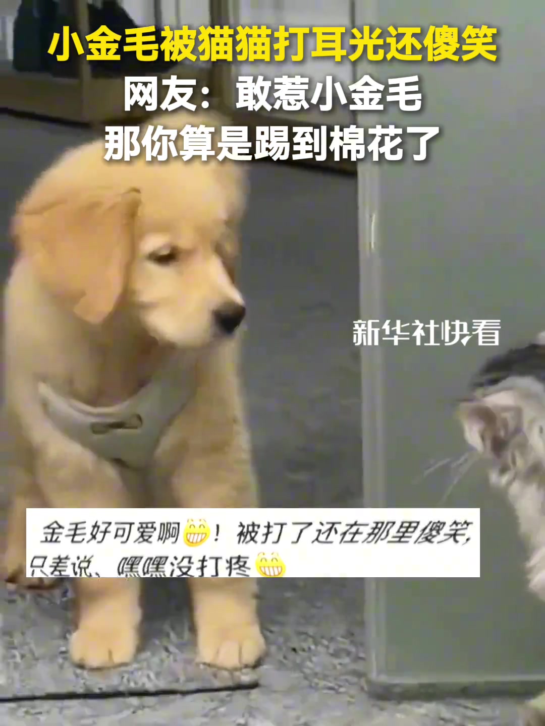 小金毛被猫猫打耳光还傻笑