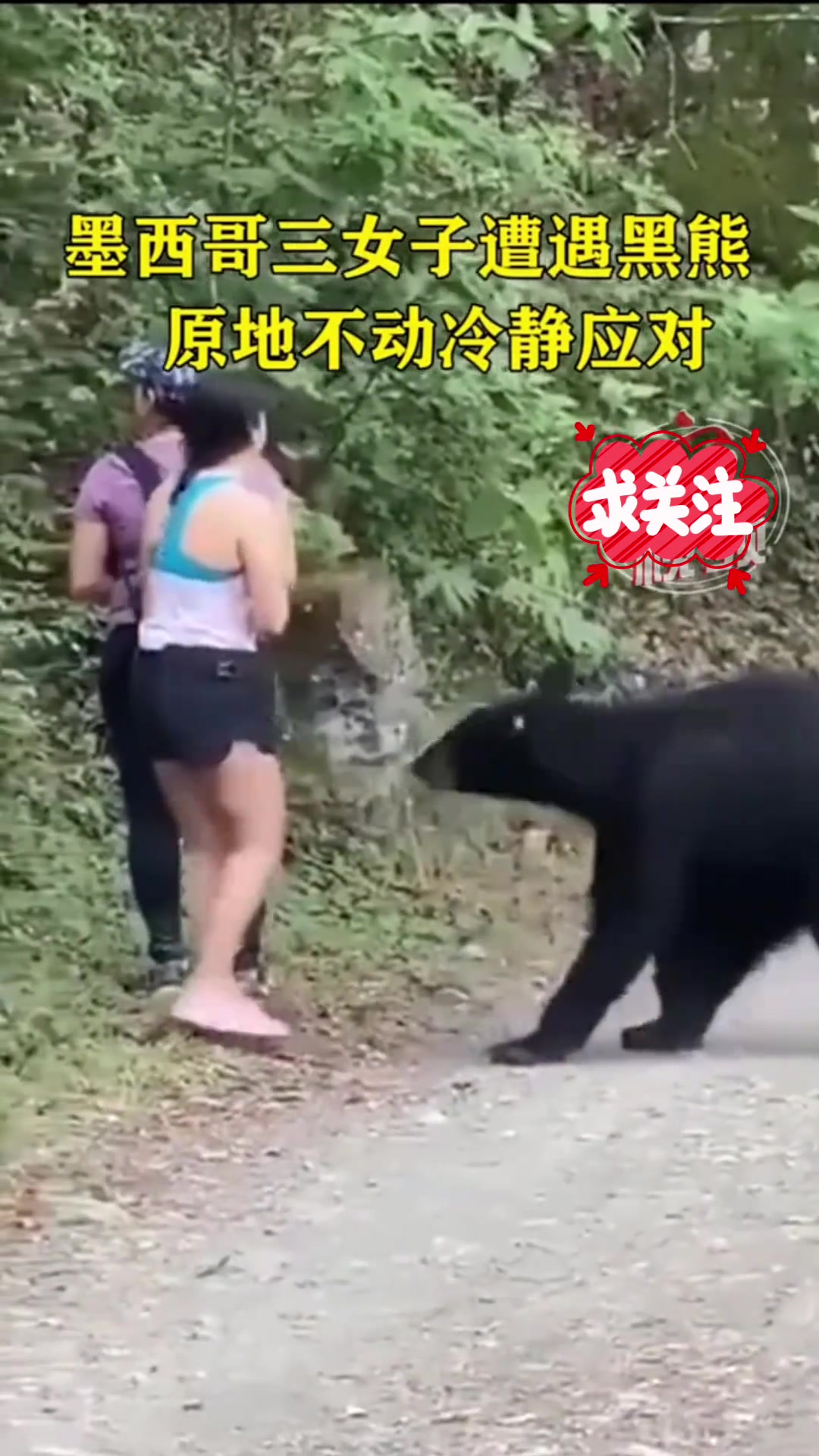 三个女子遭遇黑熊，原地不动冷静对待