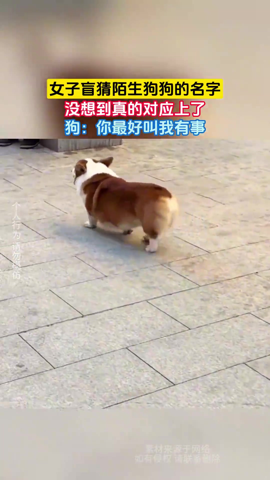 女子盲猜陌生狗狗的名字，没想到真的对应上了
