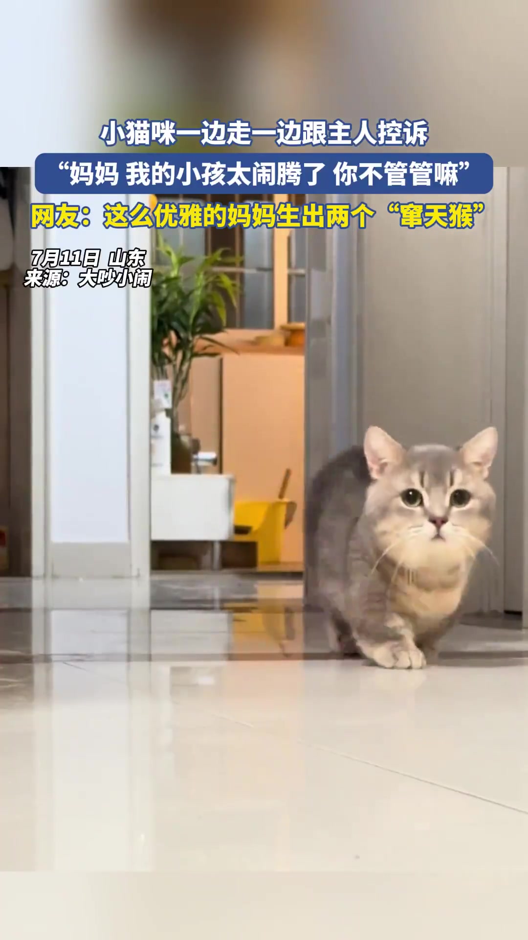 小猫咪跟主人控诉！“我小孩太闹腾，不管管”