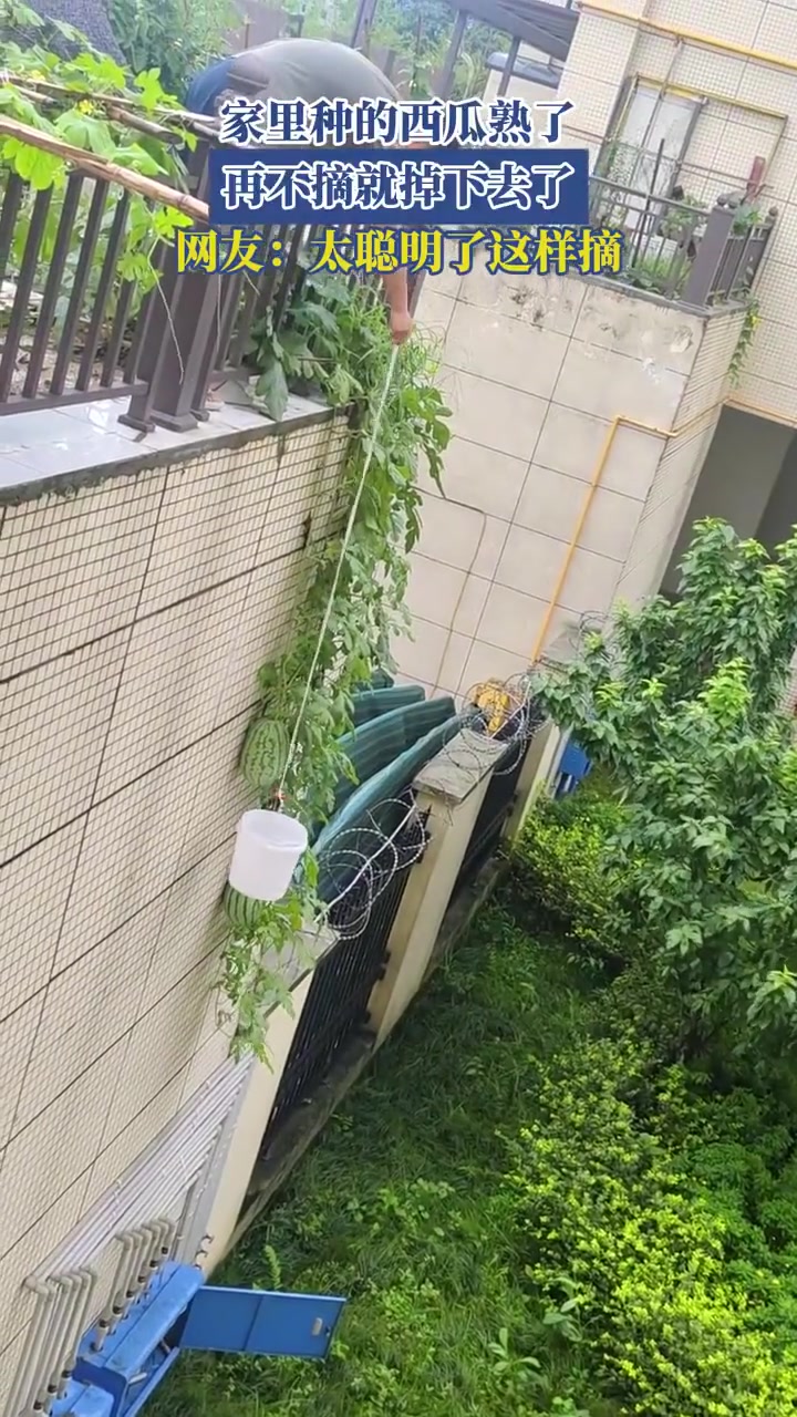 家里西瓜熟了！这样摘太聪明