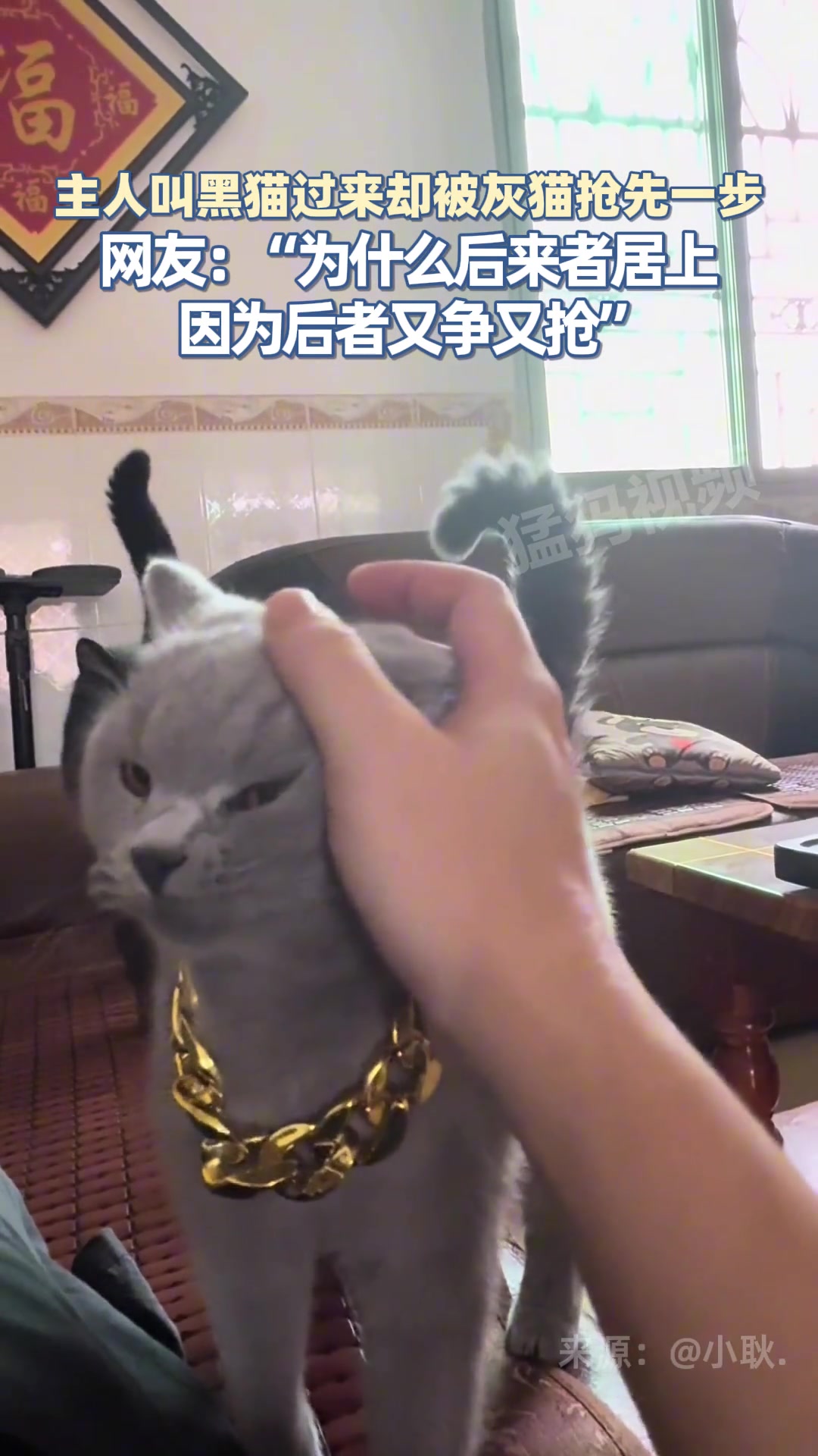 主人叫黑猫过来却被灰猫抢先一步