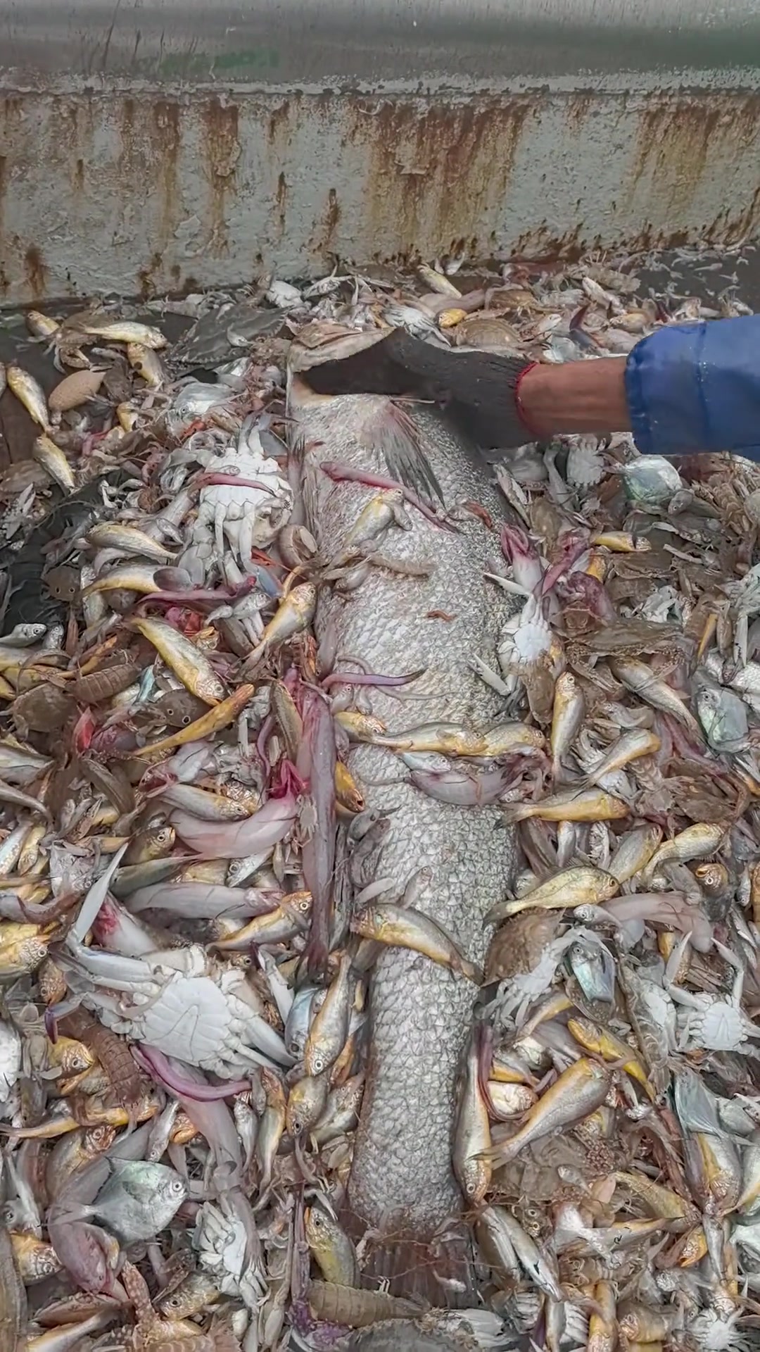 出海捕鱼抓到的都是这些小鱼吗