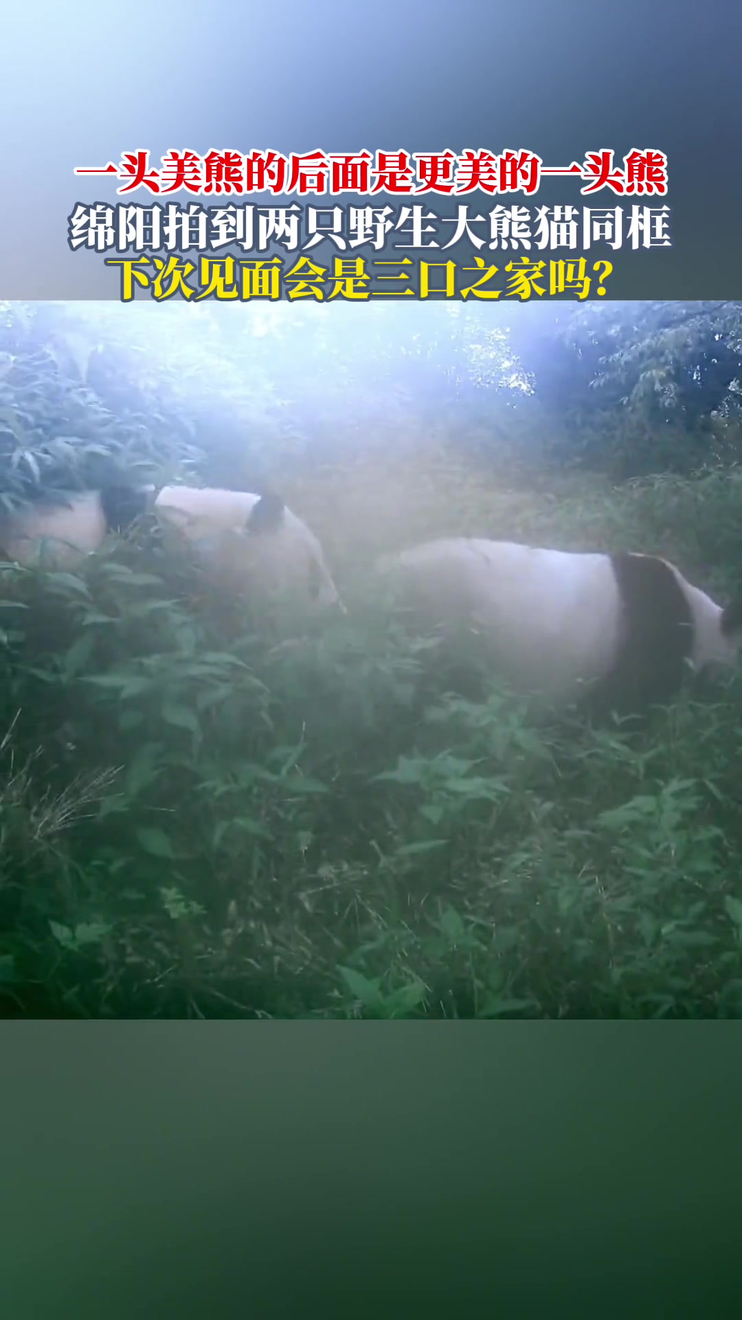 绵阳北川拍到两只野生大熊猫同框，已知熊猫是独居动物
