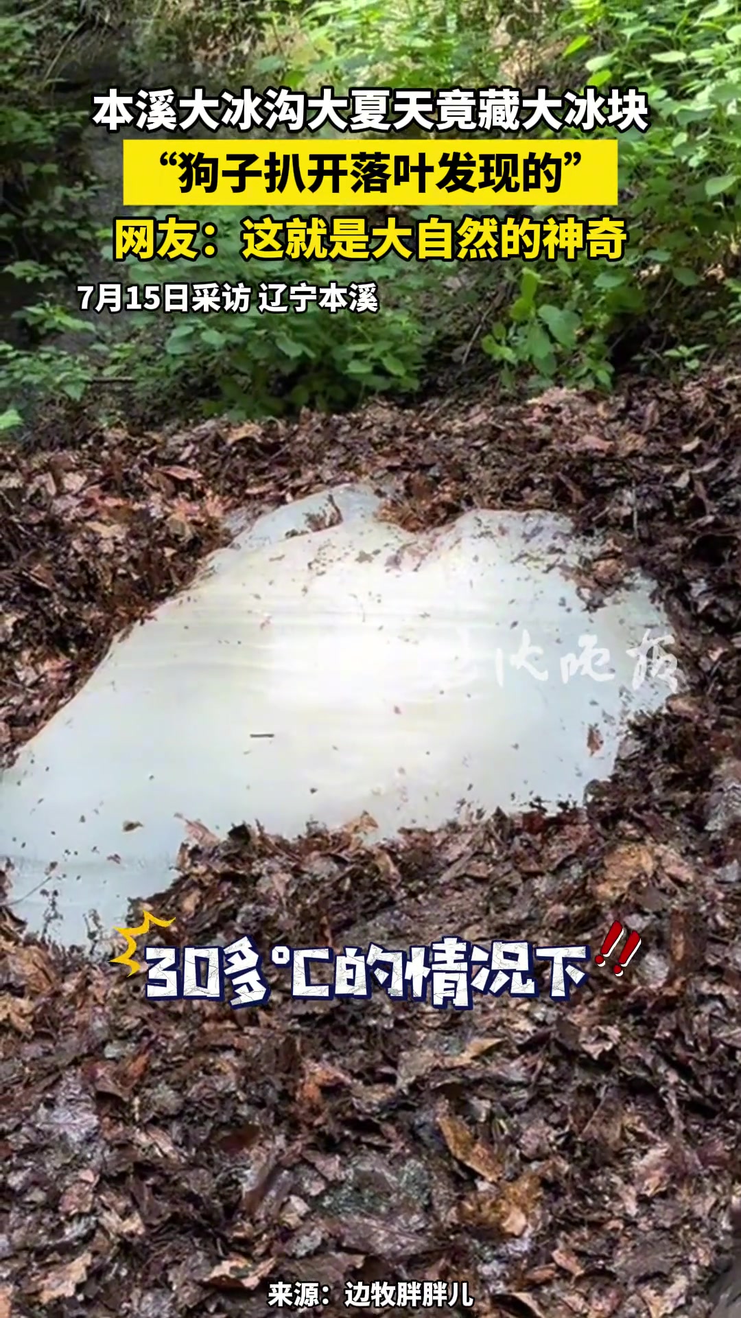 本溪大冰沟大夏天竟藏大冰块，“狗子扒开落叶发现的”