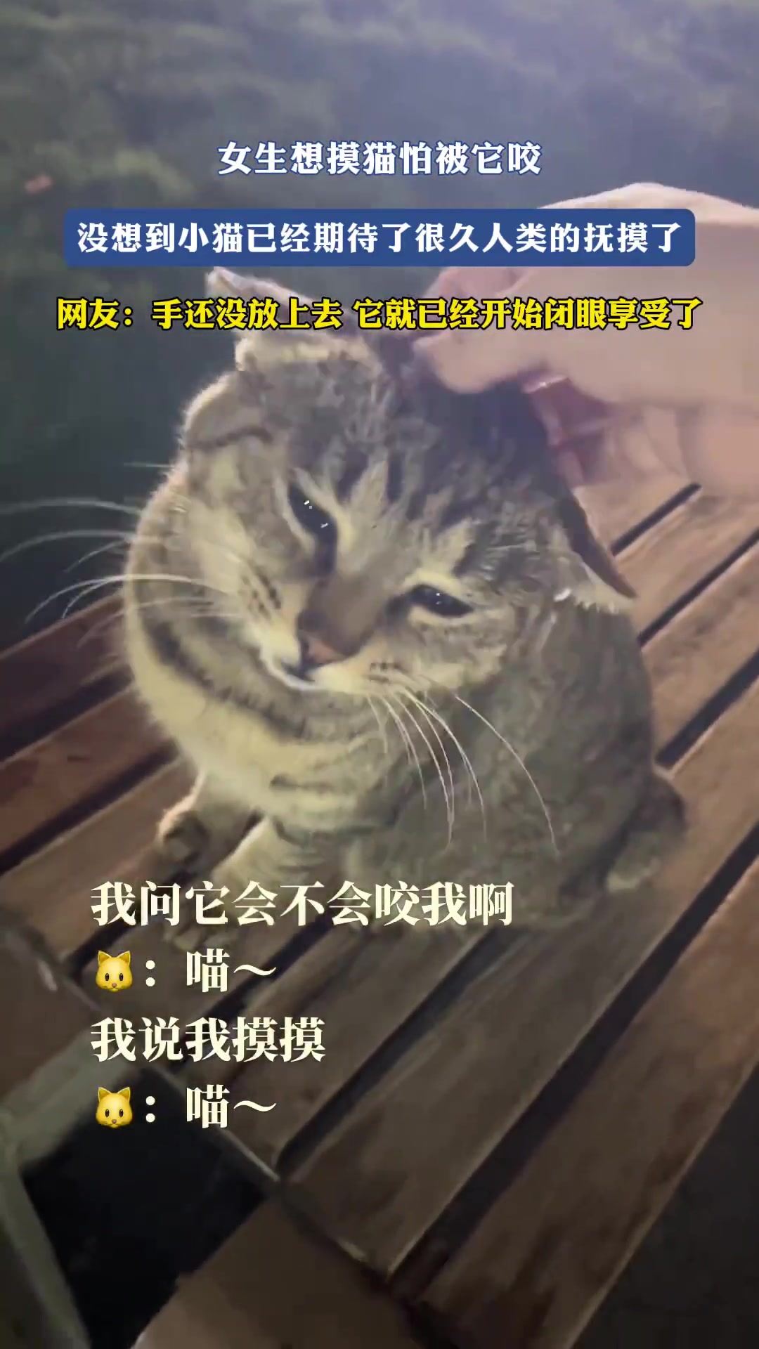 女生想摸猫怕被它咬，没想到小猫已经期待了很久人类的抚摸了
