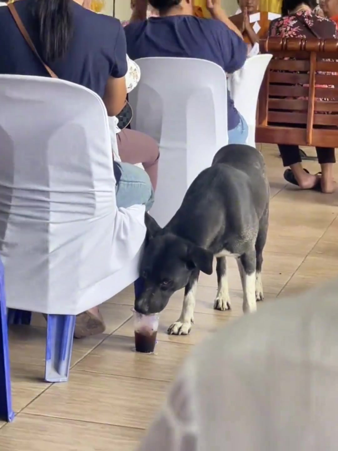狗子：你去好好听听道，这杯可乐我帮你喝了