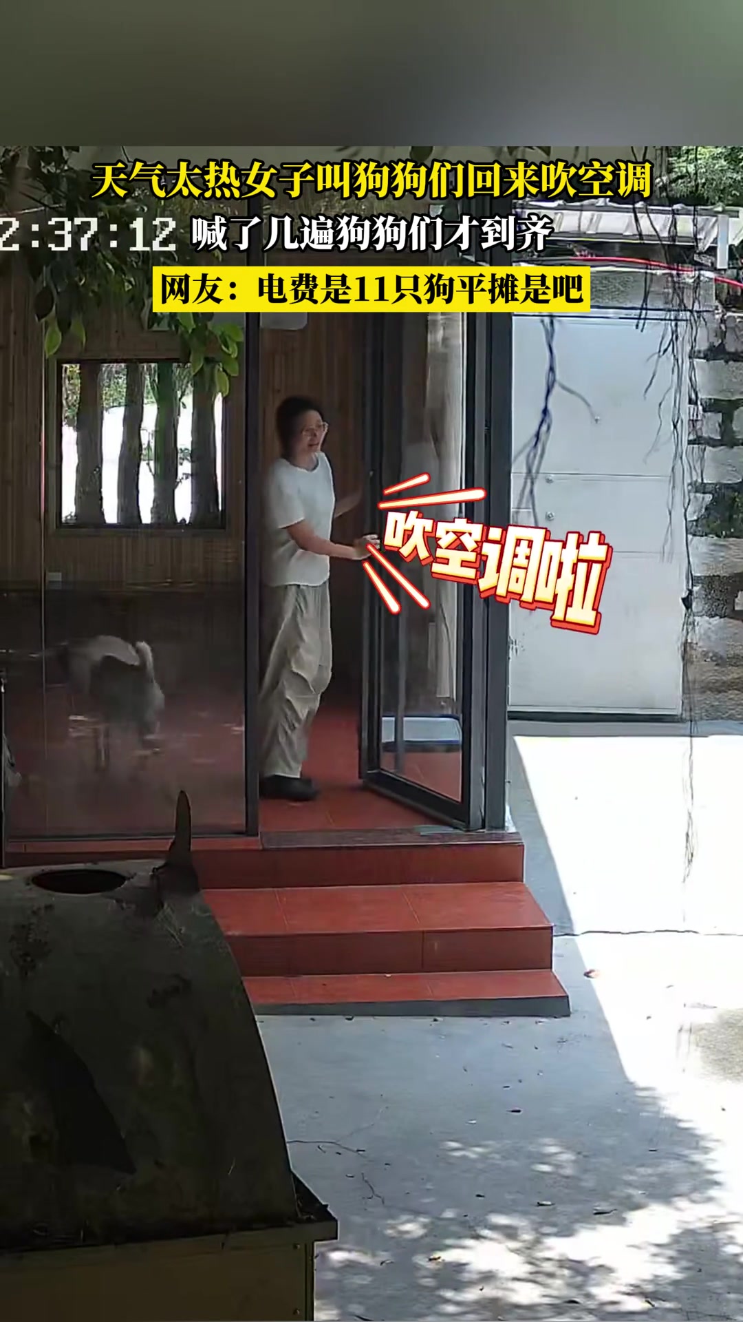天气太热女子叫狗狗们回来吹空调，喊了几遍狗狗们才到齐