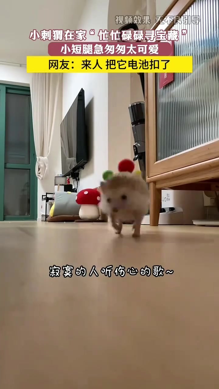 小刺猬在家“忙忙碌碌寻宝藏”，可爱翻了