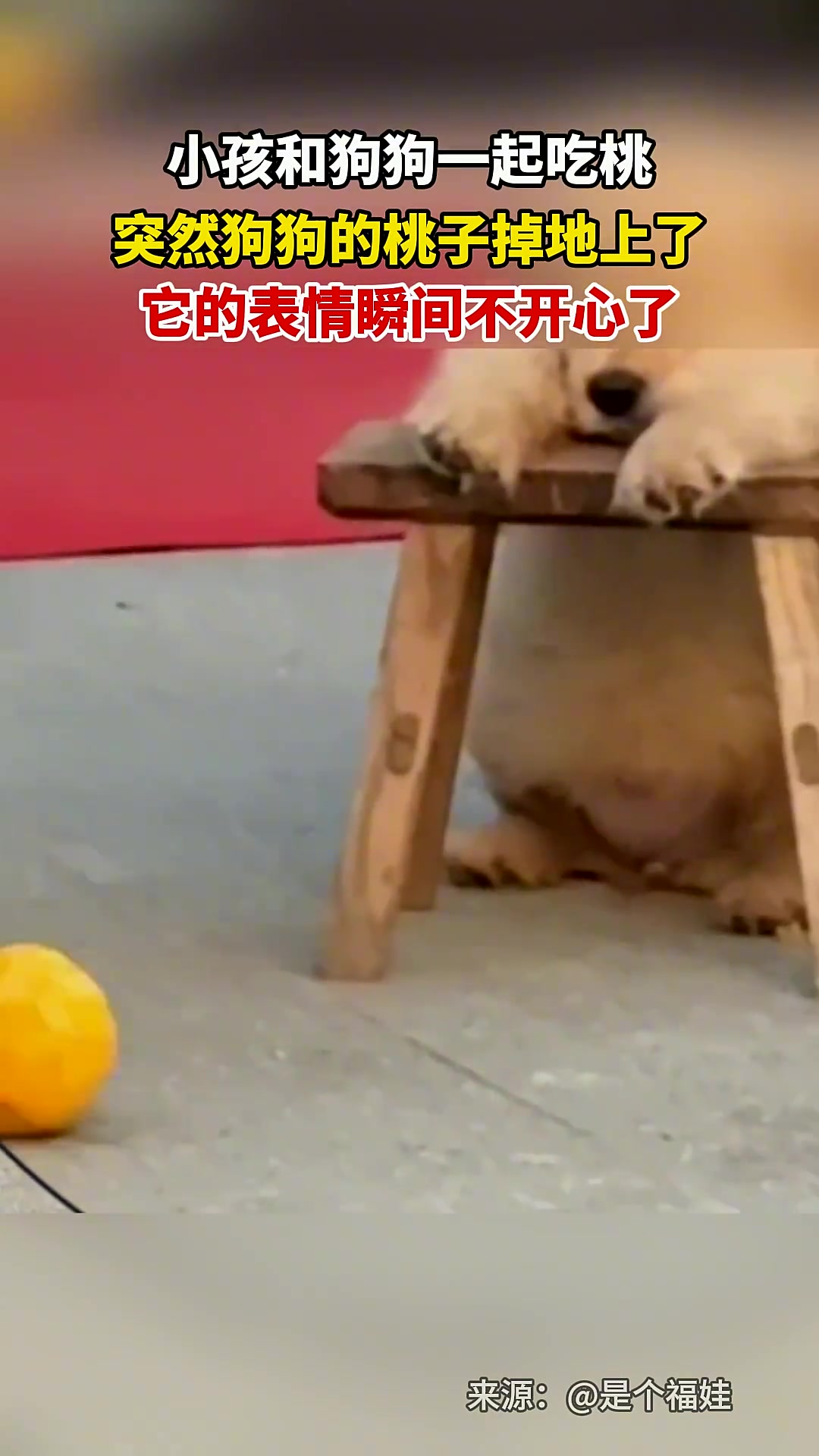 小孩和狗狗一起吃桃突然狗狗的桃子掉地上了