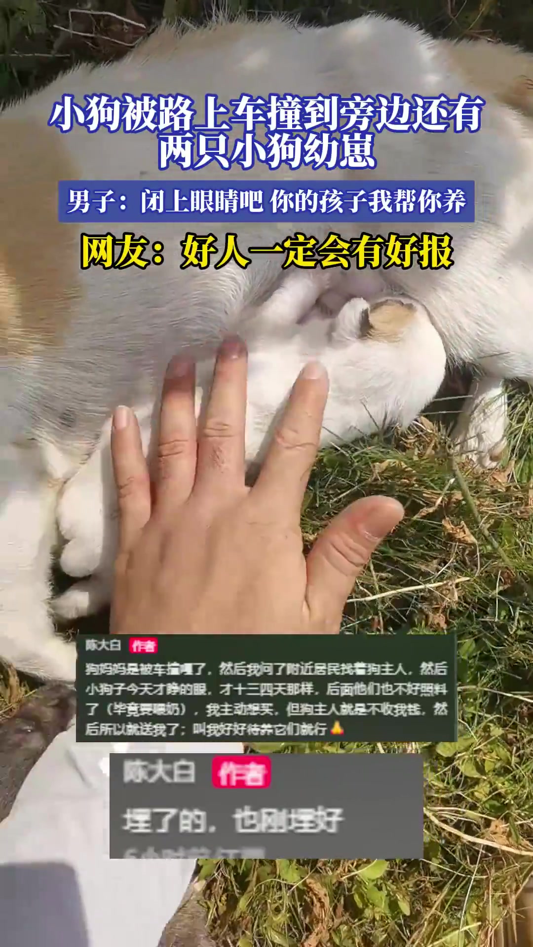 小狗被路上车撞到旁边还有两只小狗幼崽！