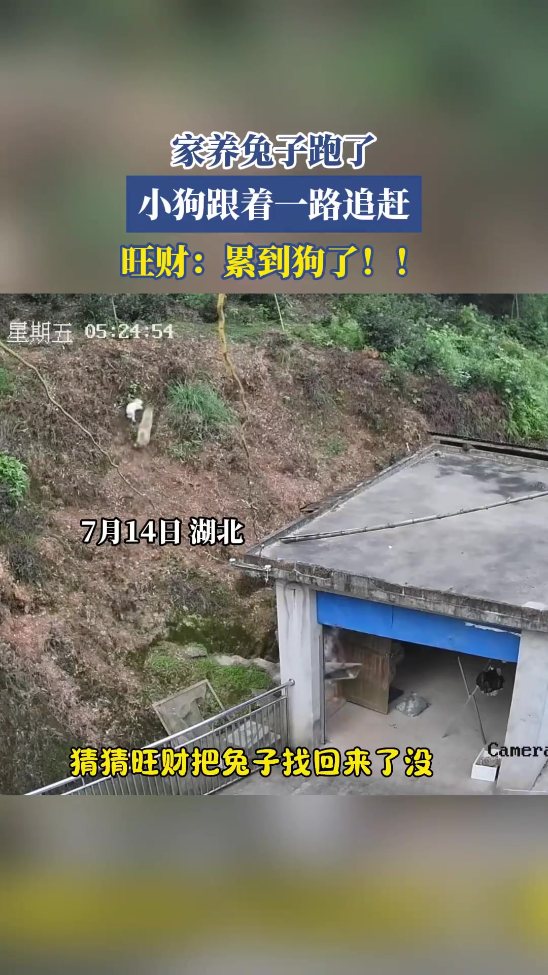 家养兔子跑了，小狗跟着一路追赶，旺财：累到狗了！
