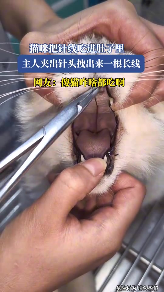 猫咪把针线吃进肚子里，主人夹出针头拽出来一根长线