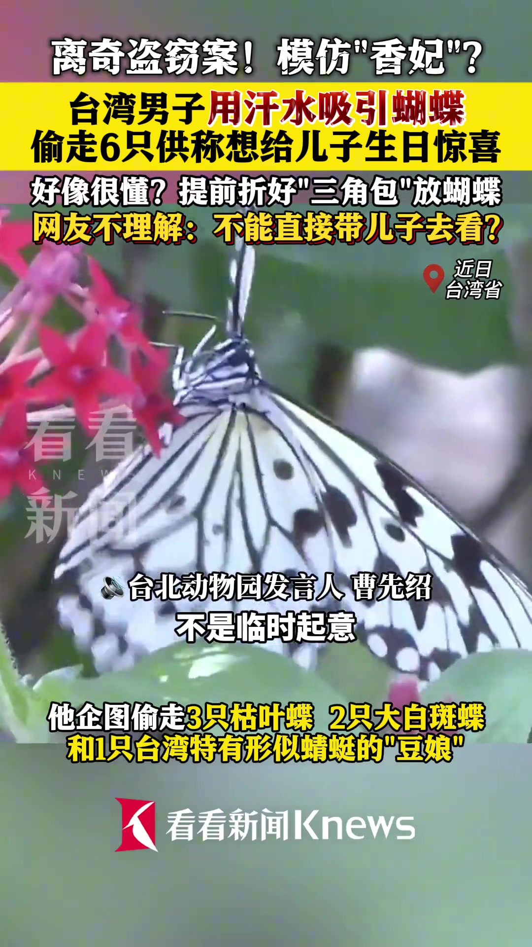模仿香妃台湾男子用汗水吸引蝴蝶偷走6只给儿子生日惊喜