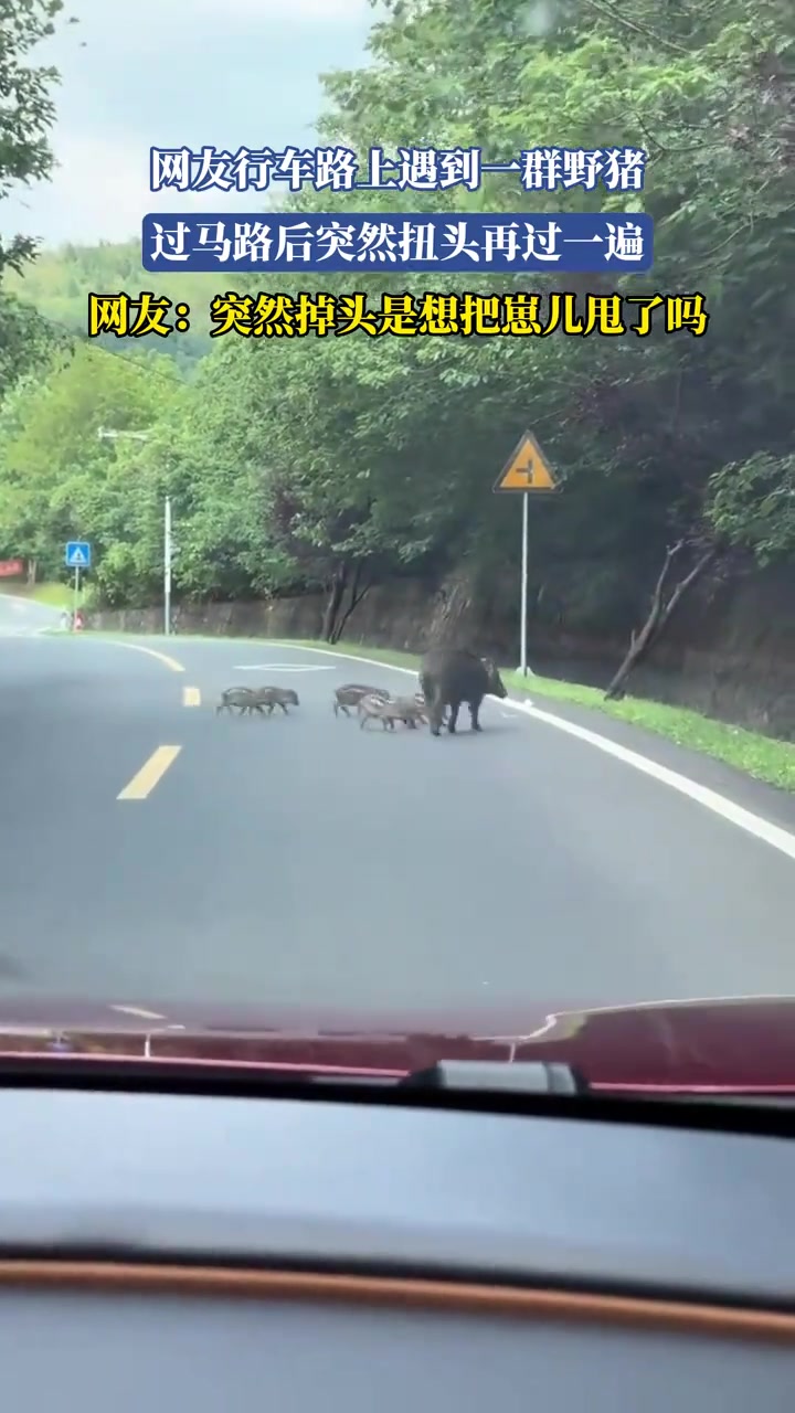 网友行车路上遇到一群野猪，过马路后突然扭头再过一遍
