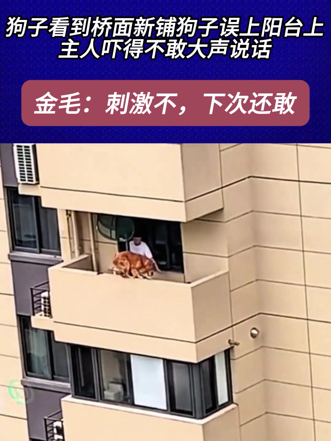 狗子误上阳台上，主人吓得不敢大声说话，金毛：刺激不，下次还敢