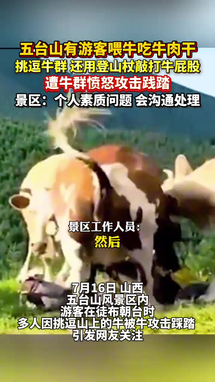 游客喂牛吃牛肉干，还用登山杖敲打牛屁股，遭牛愤怒践踏