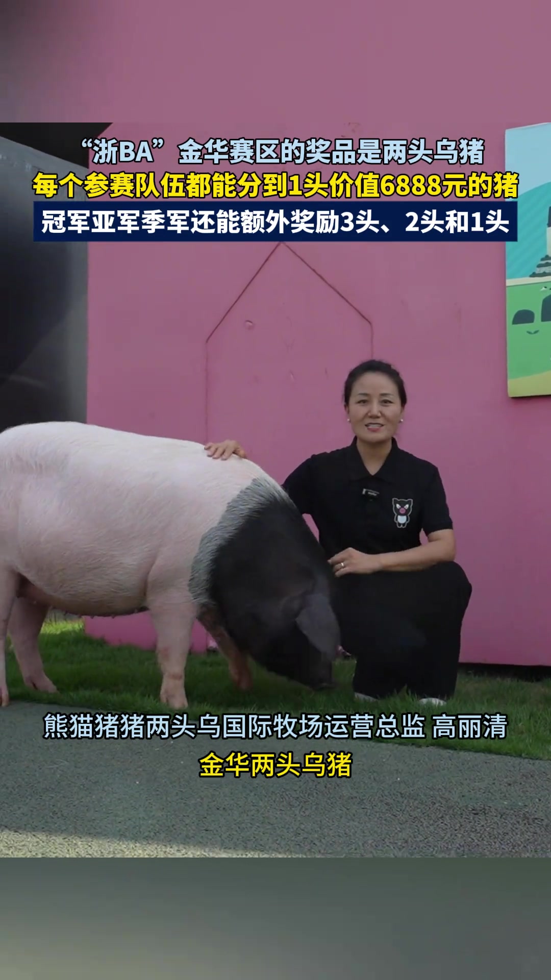 “浙BA”金华赛区的奖品是两头乌猪，每个参赛队伍都能分到一头