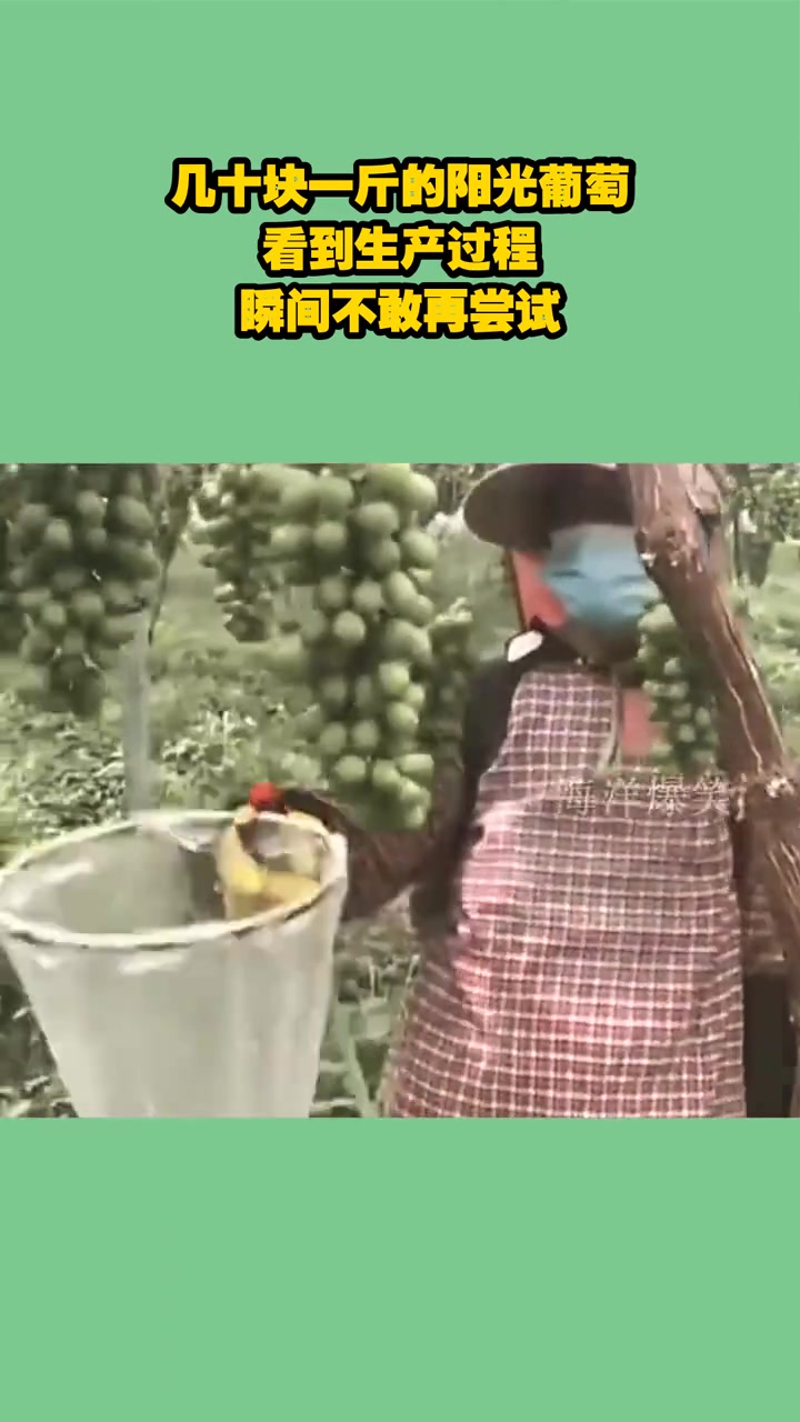 几十块一斤的阳光葡萄，看到生产过程，瞬间不敢再尝试！
