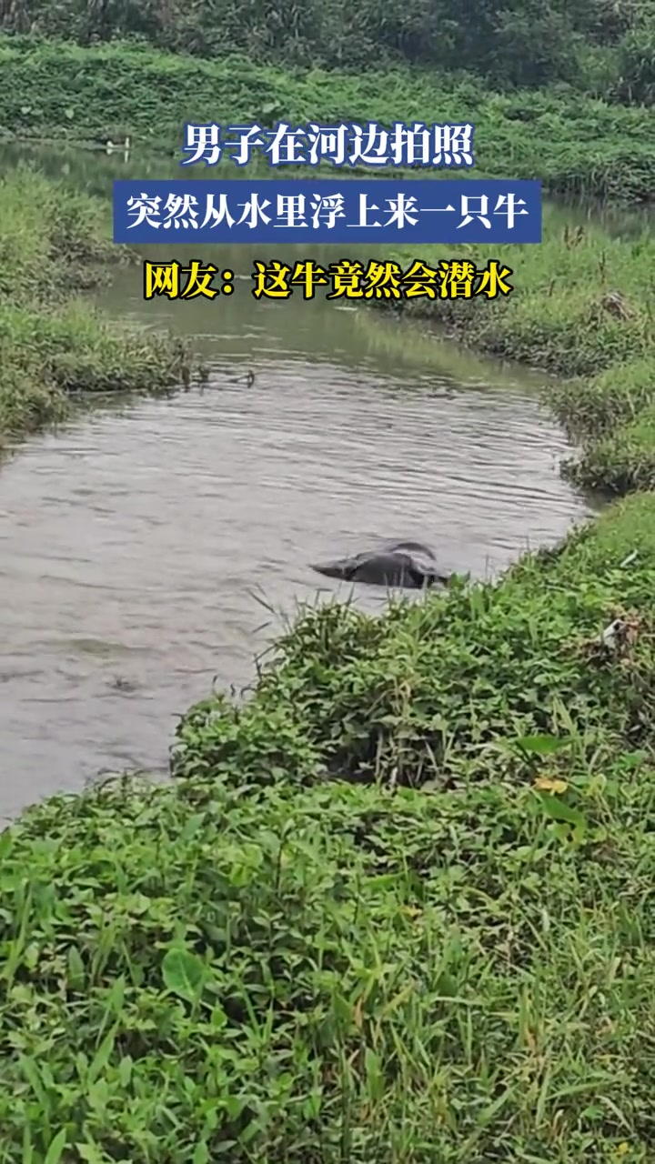 男子在河边拍照,突然从水里浮上来一只牛