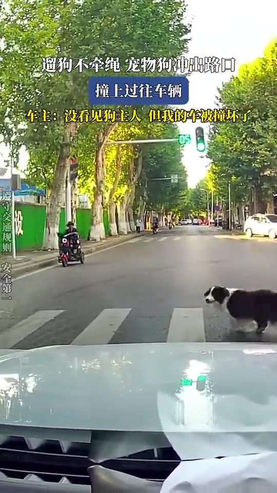 遛狗不牵绳宠物狗冲出路口，撞上过往车辆