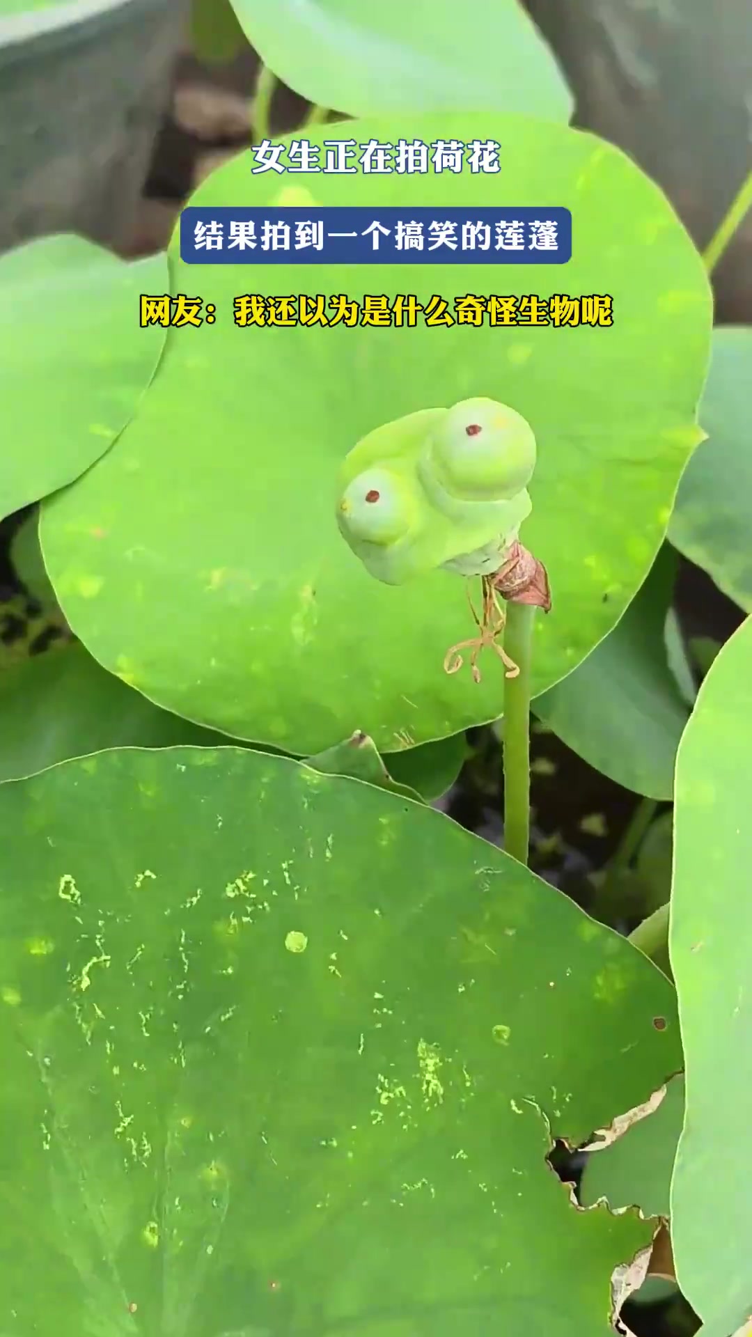 女生拍荷花！拍到搞笑莲蓬