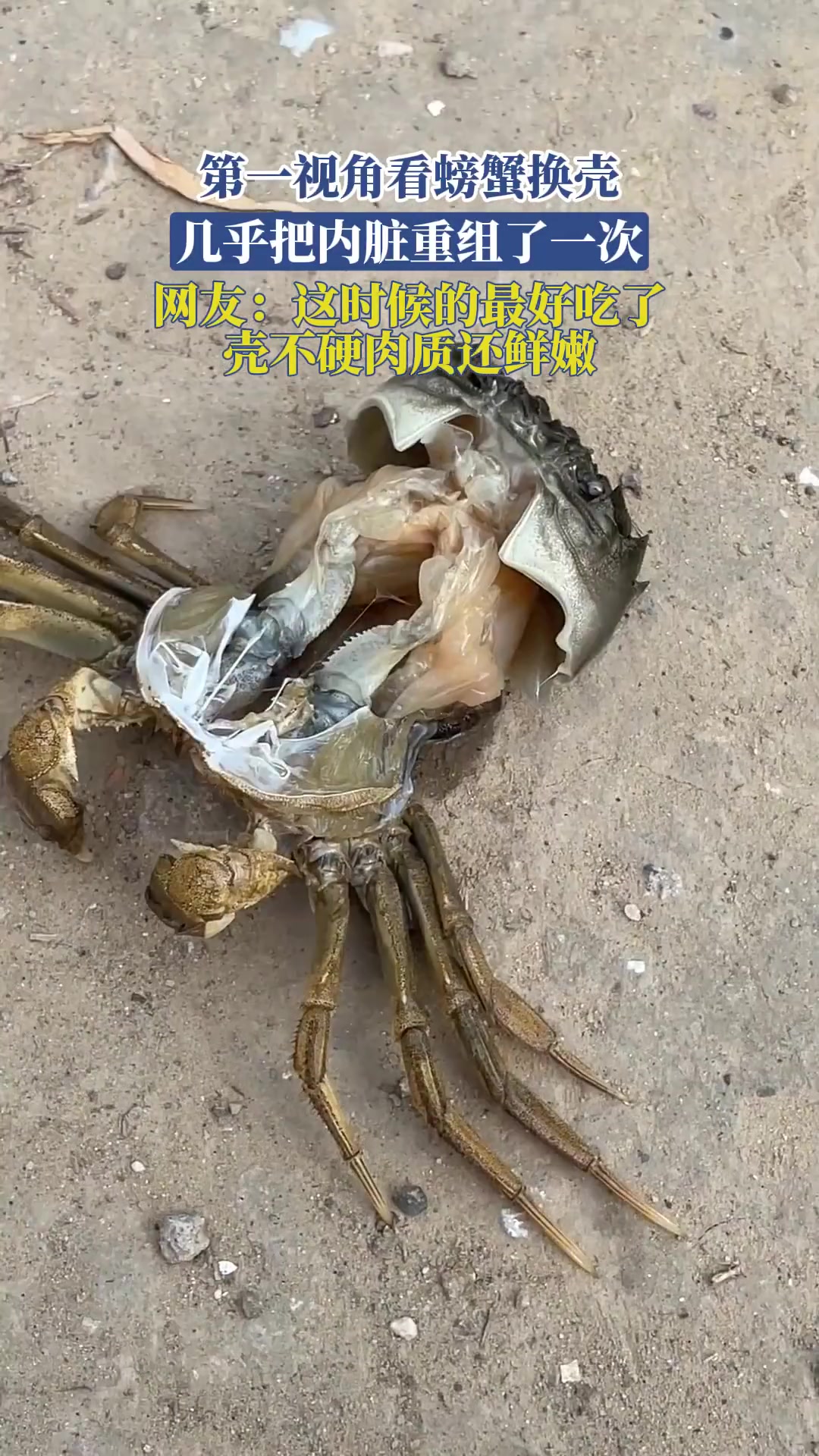 第一视角看螃蟹换壳！此时肉质最鲜
