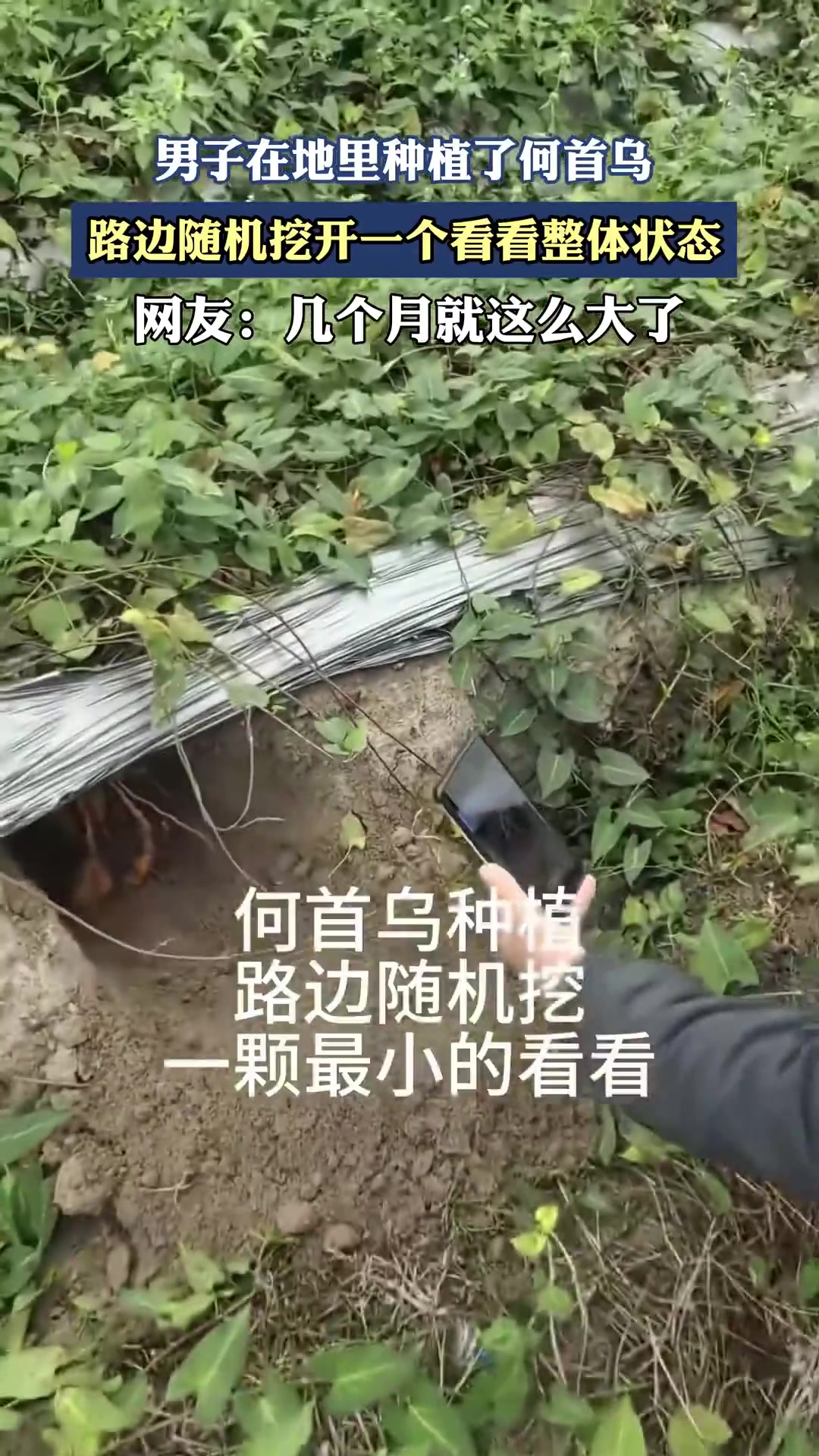 男子在地里种植了何首乌，路边随机挖开一个看看整体状态