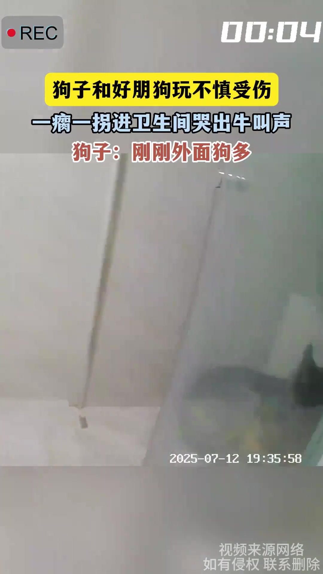 狗子受伤进卫生间哭！外面狗多不好意思