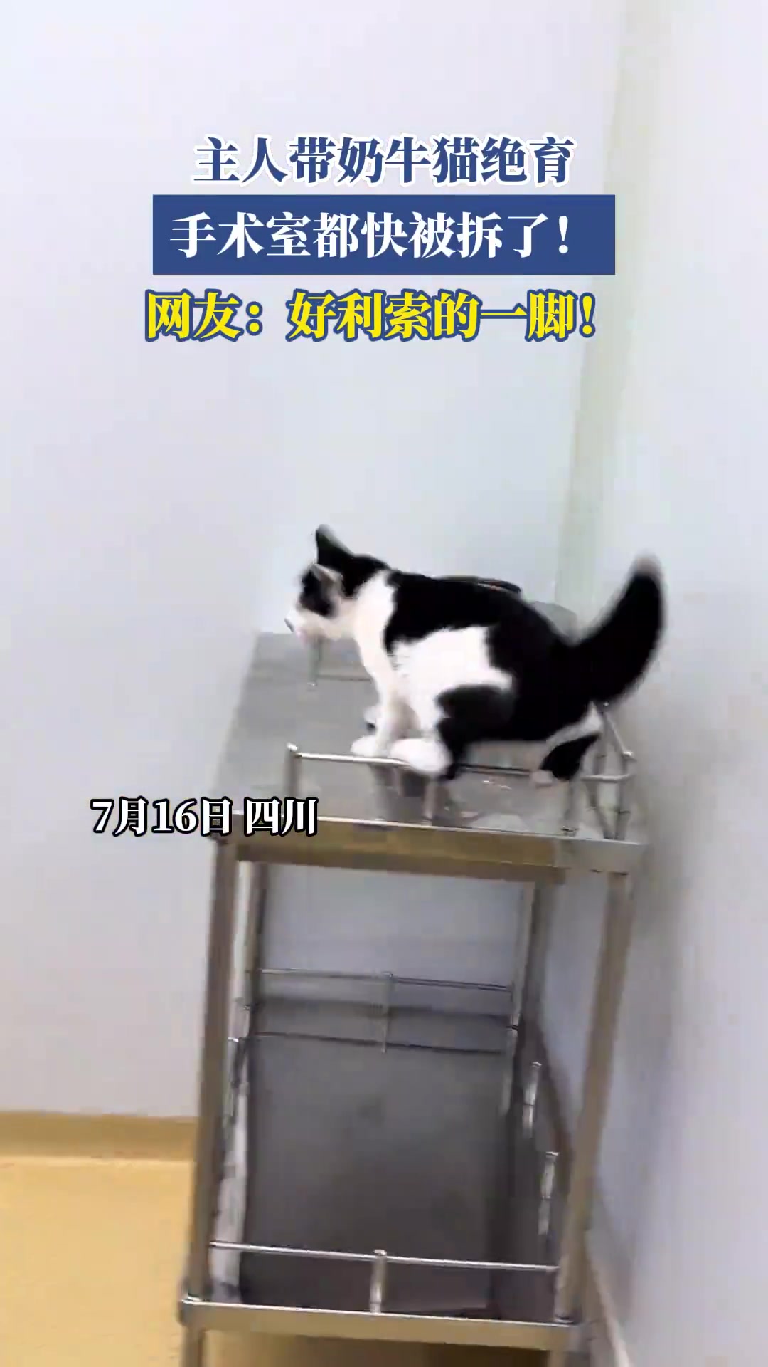主人带奶牛猫绝育，手术室都快被拆了！网友：好利索的一脚！！