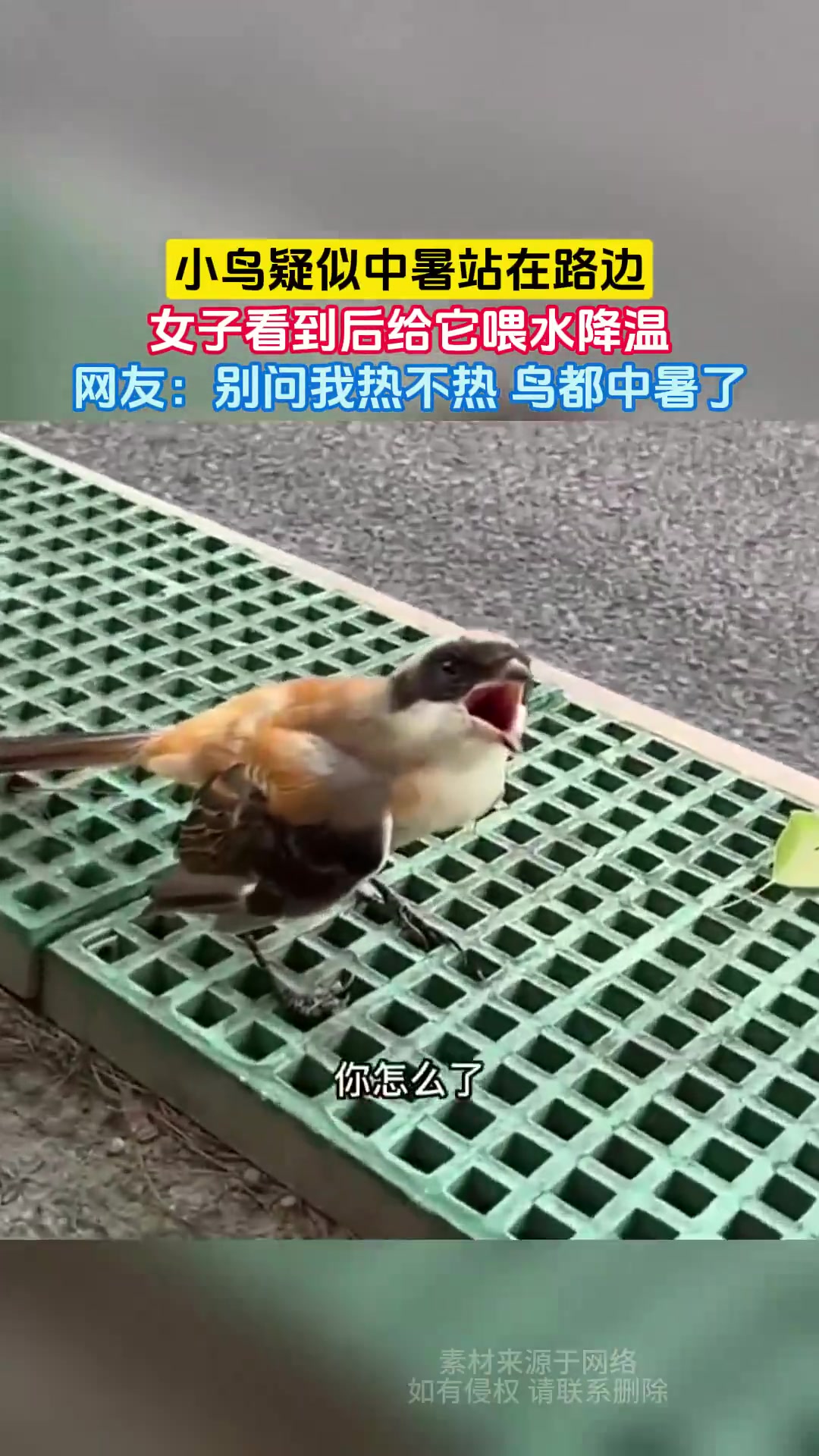 小鸟疑似中暑站在路边，女子看到后给它喂水降温