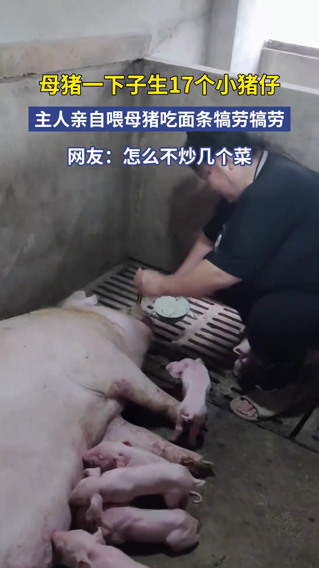 母猪一下子生17个小猪仔，主人亲自喂母猪吃面条犒劳犒劳！！