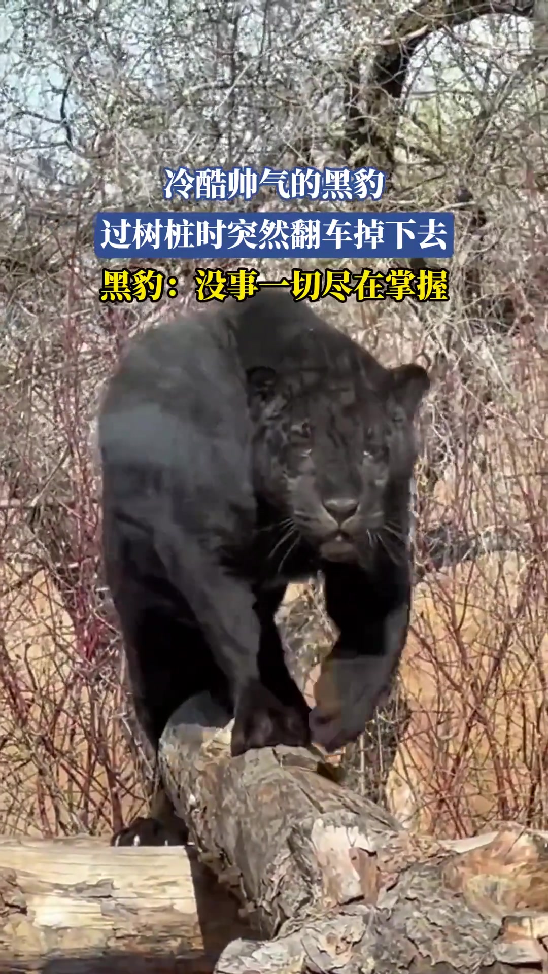 冷酷帅气的黑豹，过树桩时突然翻车掉下