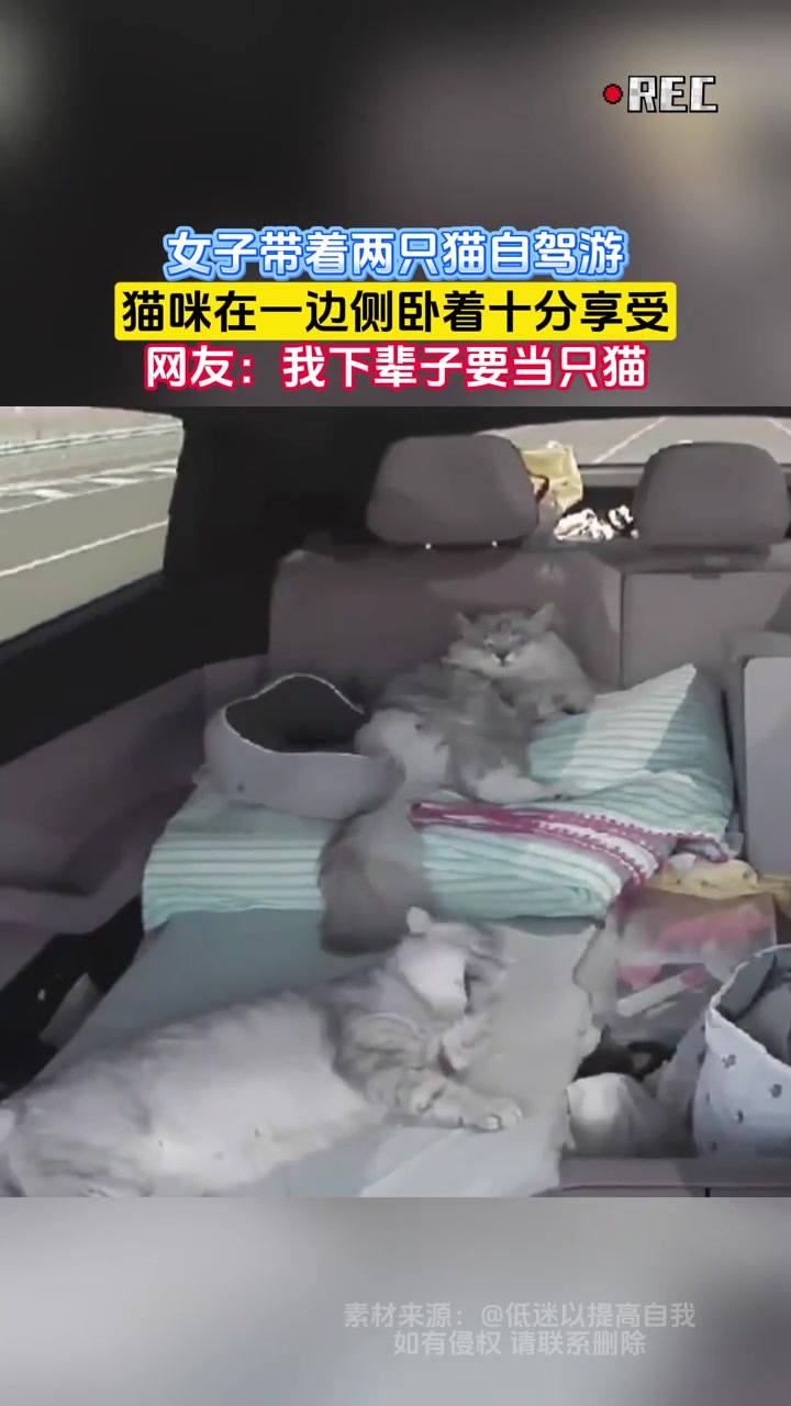 女子带着两只猫自驾游，猫咪在一边侧卧着十分享受