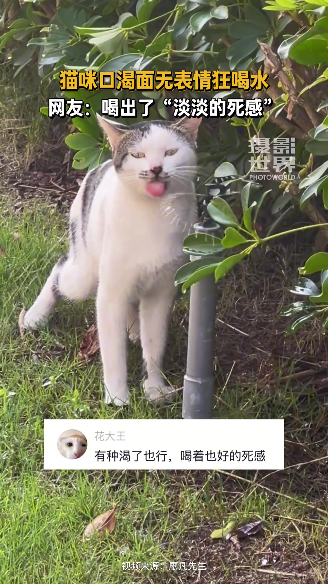 猫猫口渴面无表情喝水