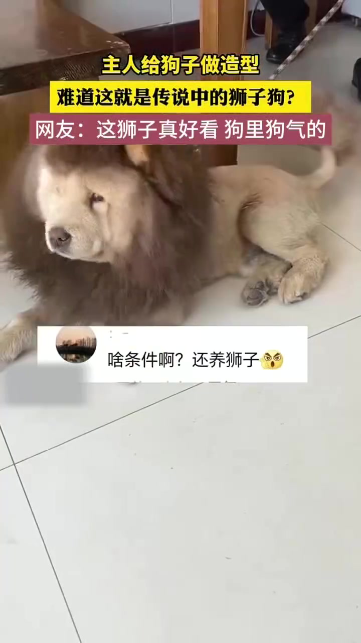 主人给狗子做的造型，这就是传说中的“狮子狗”